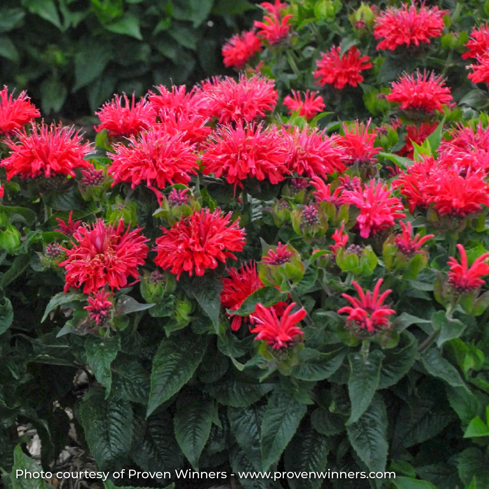 Hot Pink Bee Balm in a garden