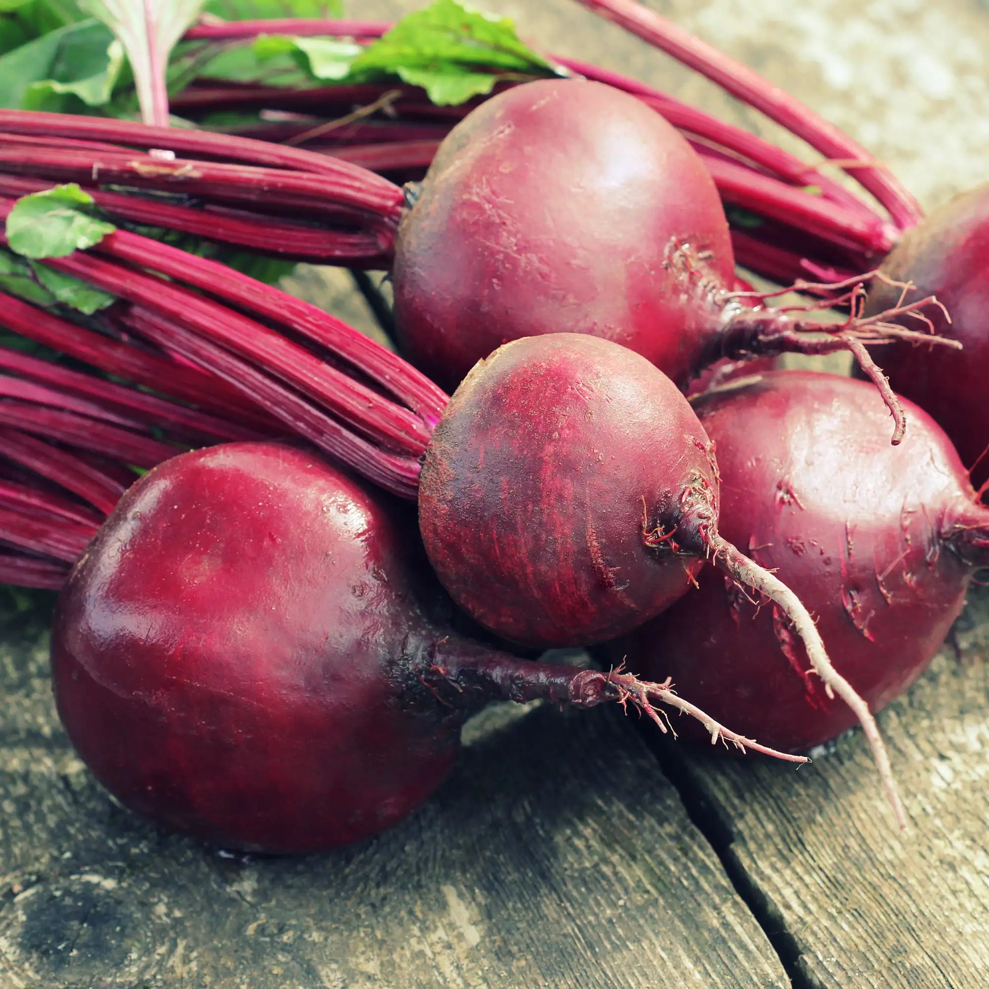 Beet 'Red Ace'
