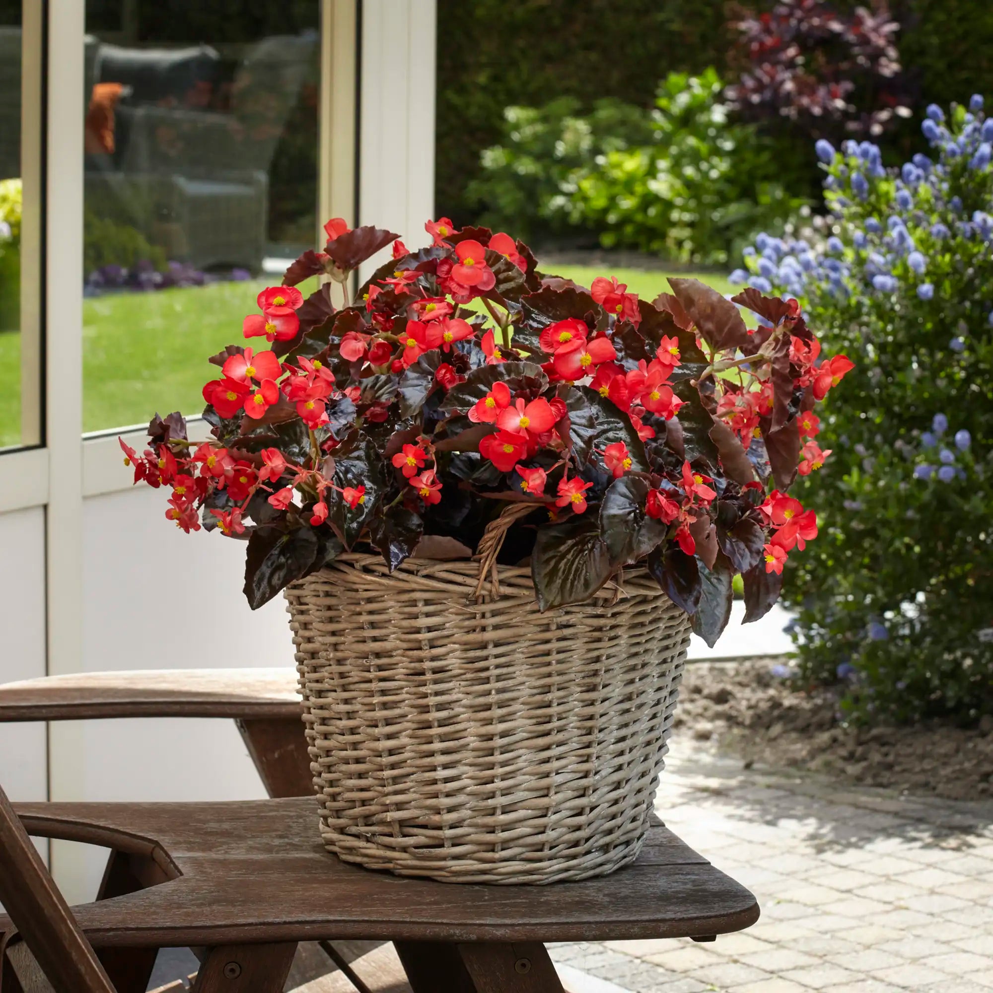 Begonia 'BabyWing® Red Bronze Leaf'