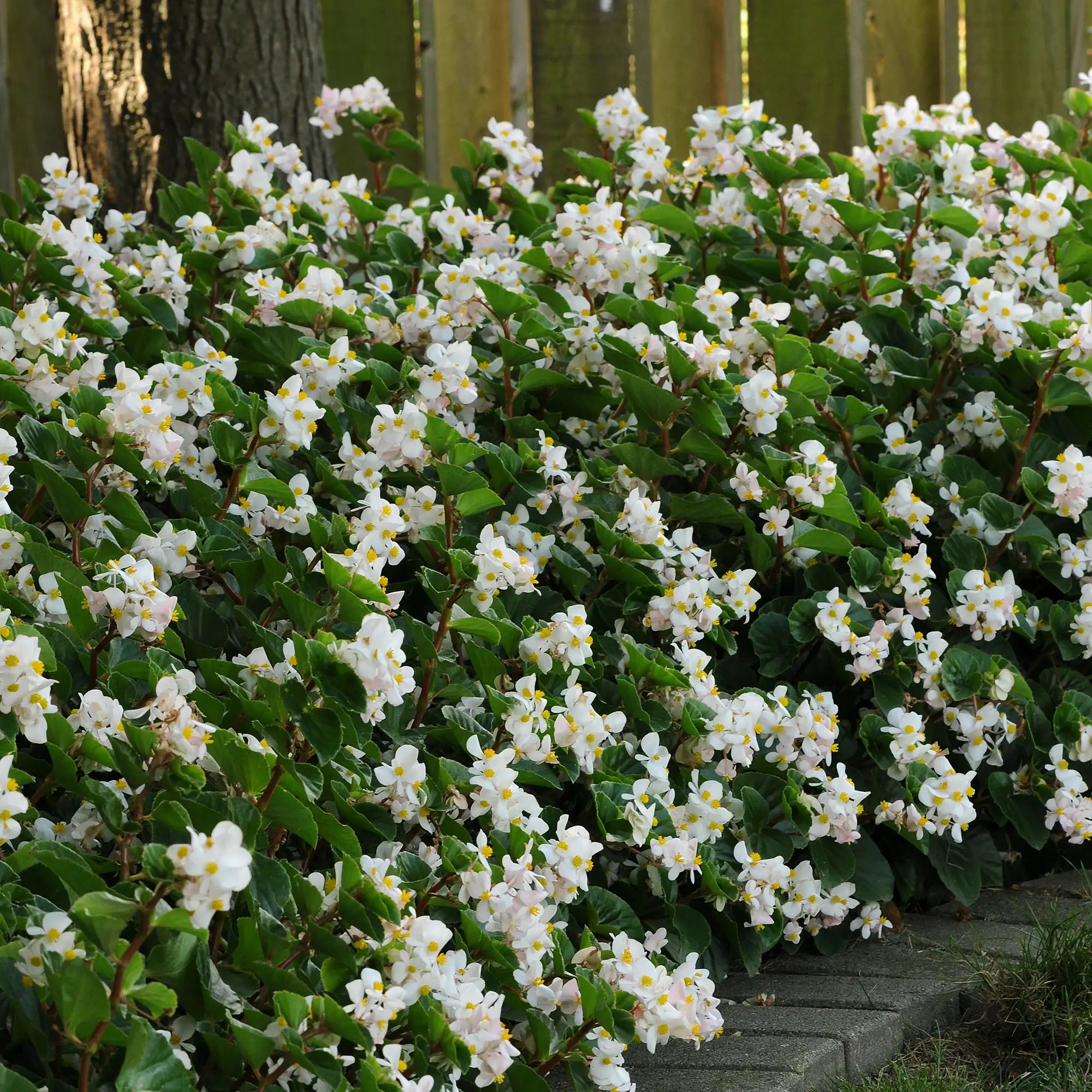 Begonia 'BabyWing® White'