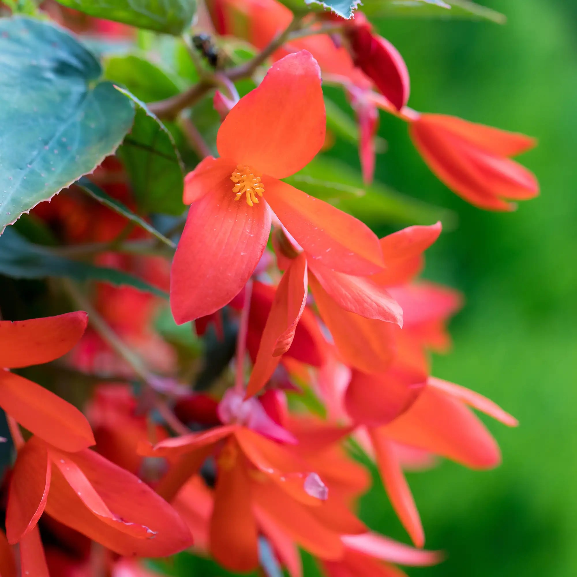 Begonia Tuberous 'Beauvilia® Dark Salmon℗'