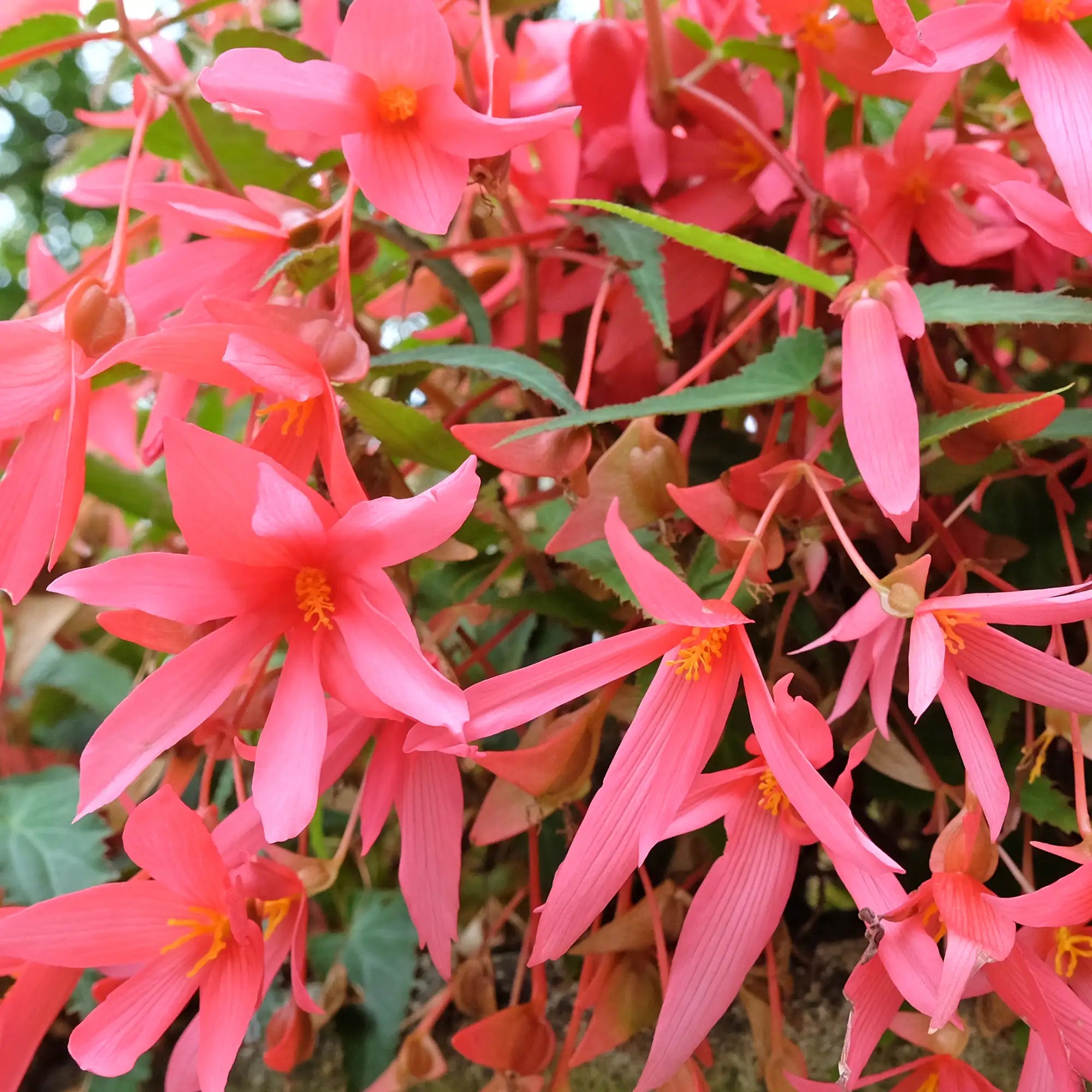 Begonia Tuberous 'Beauvilia® Hot Pink℗'