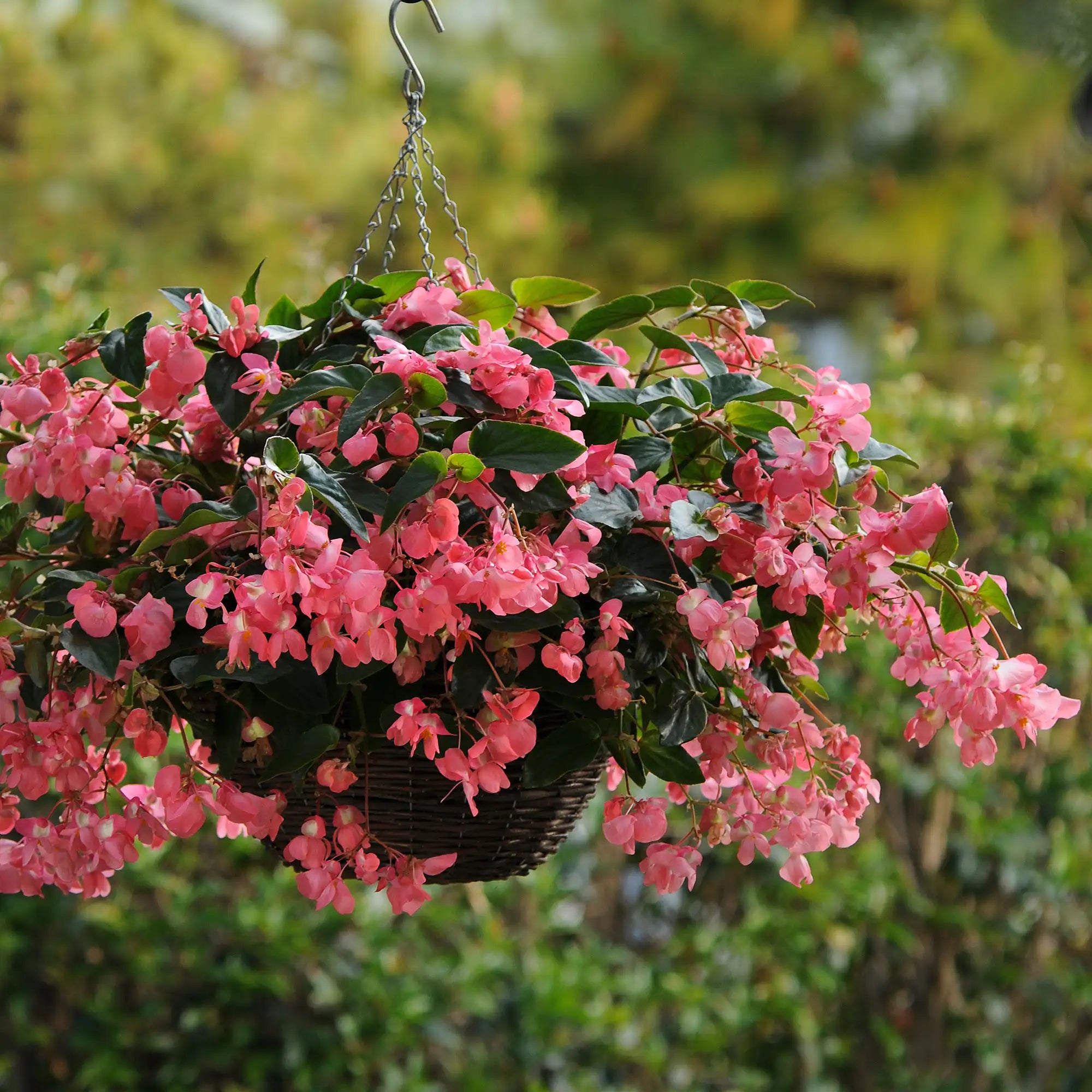 Begonia 'Dragon Wing® Pink'