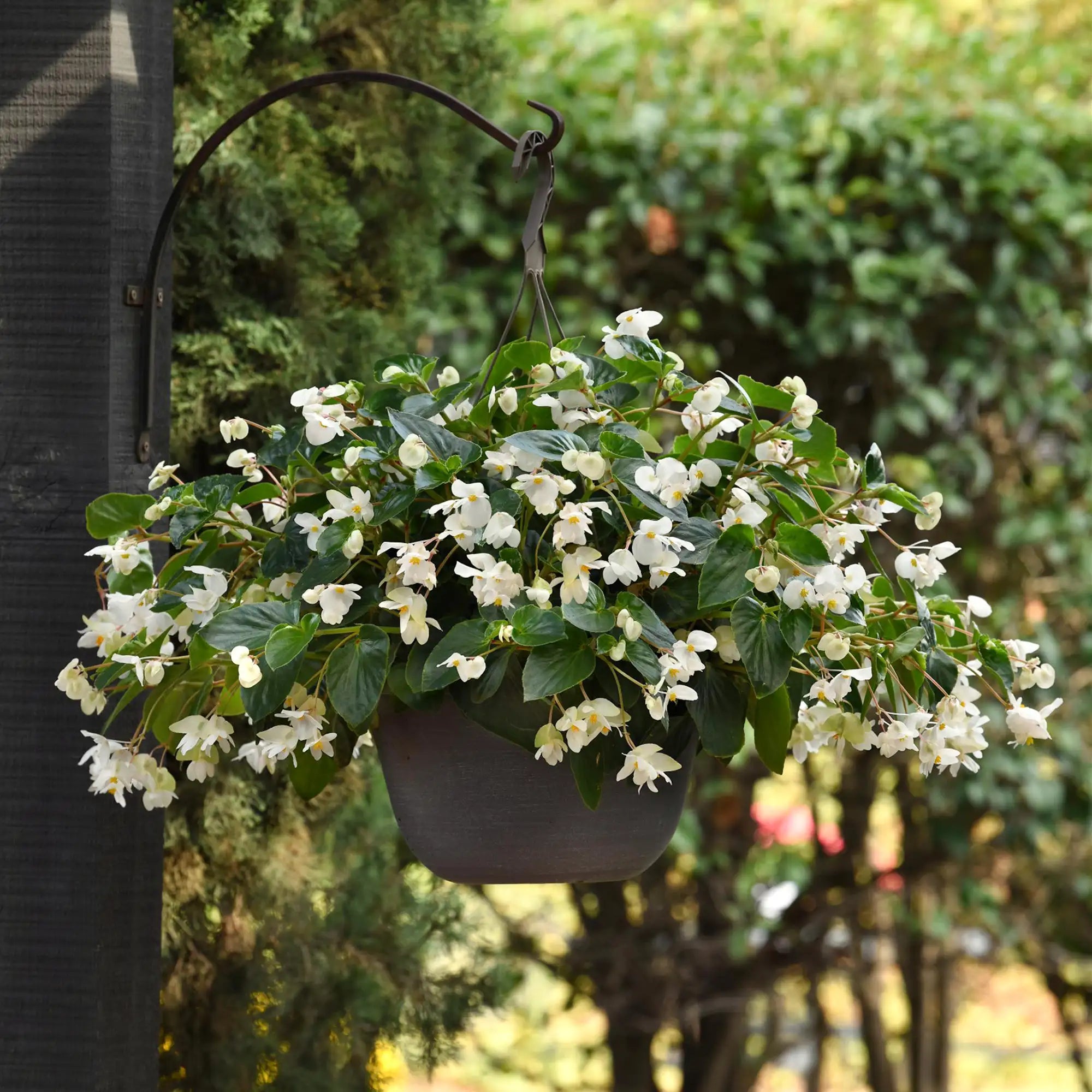Begonia 'Dragon Wing® White'