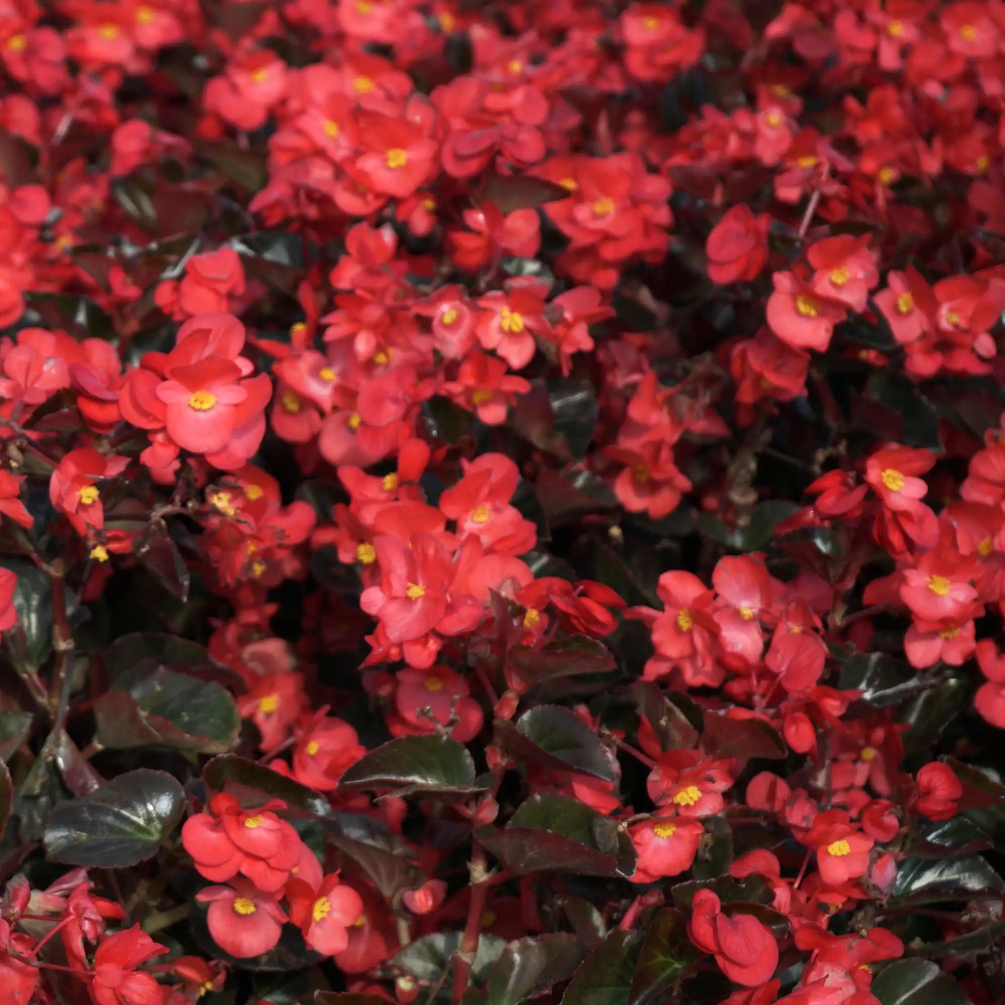 Begonia Fibrous 'Nightlife Red'