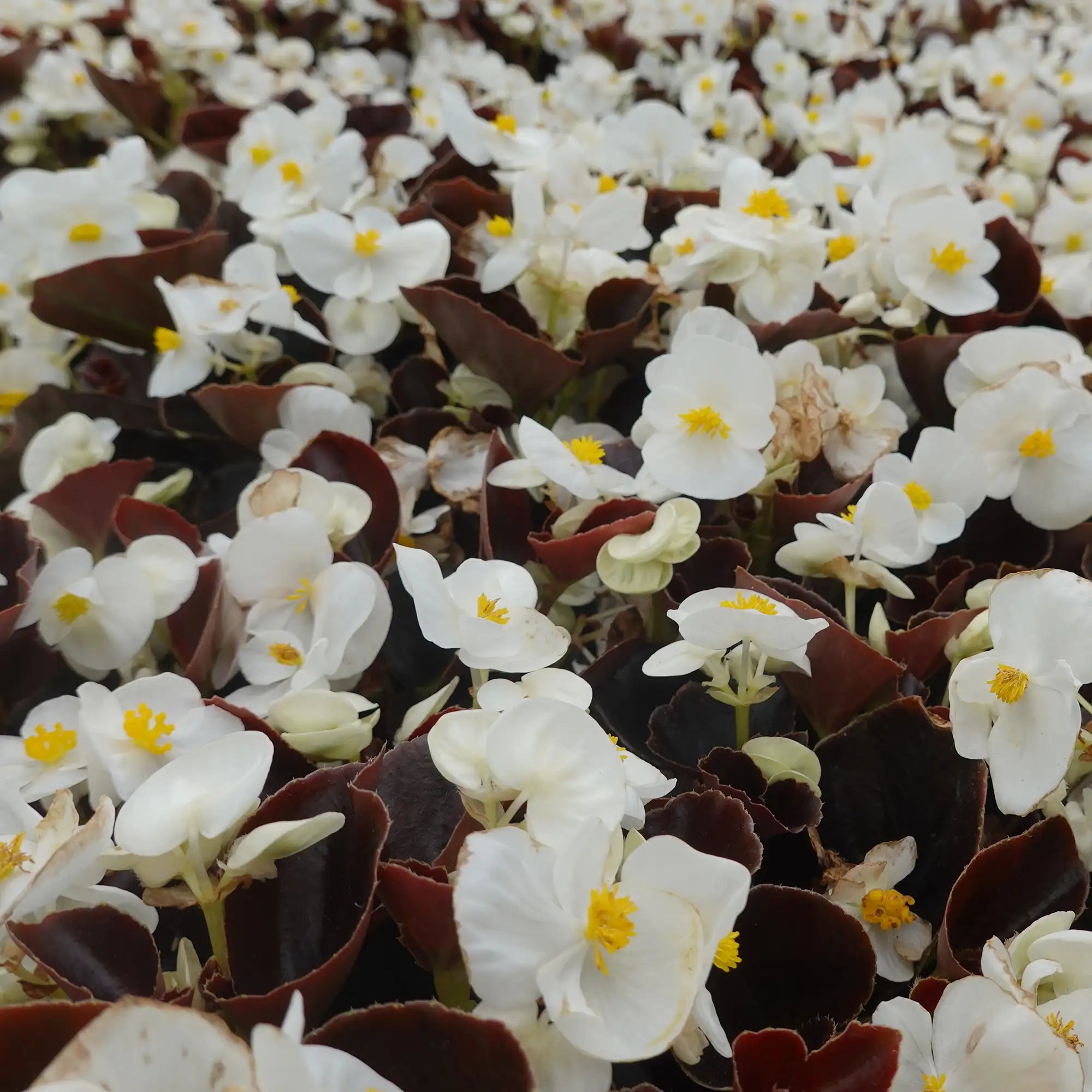 Begonia Fibrous 'Nightlife White'