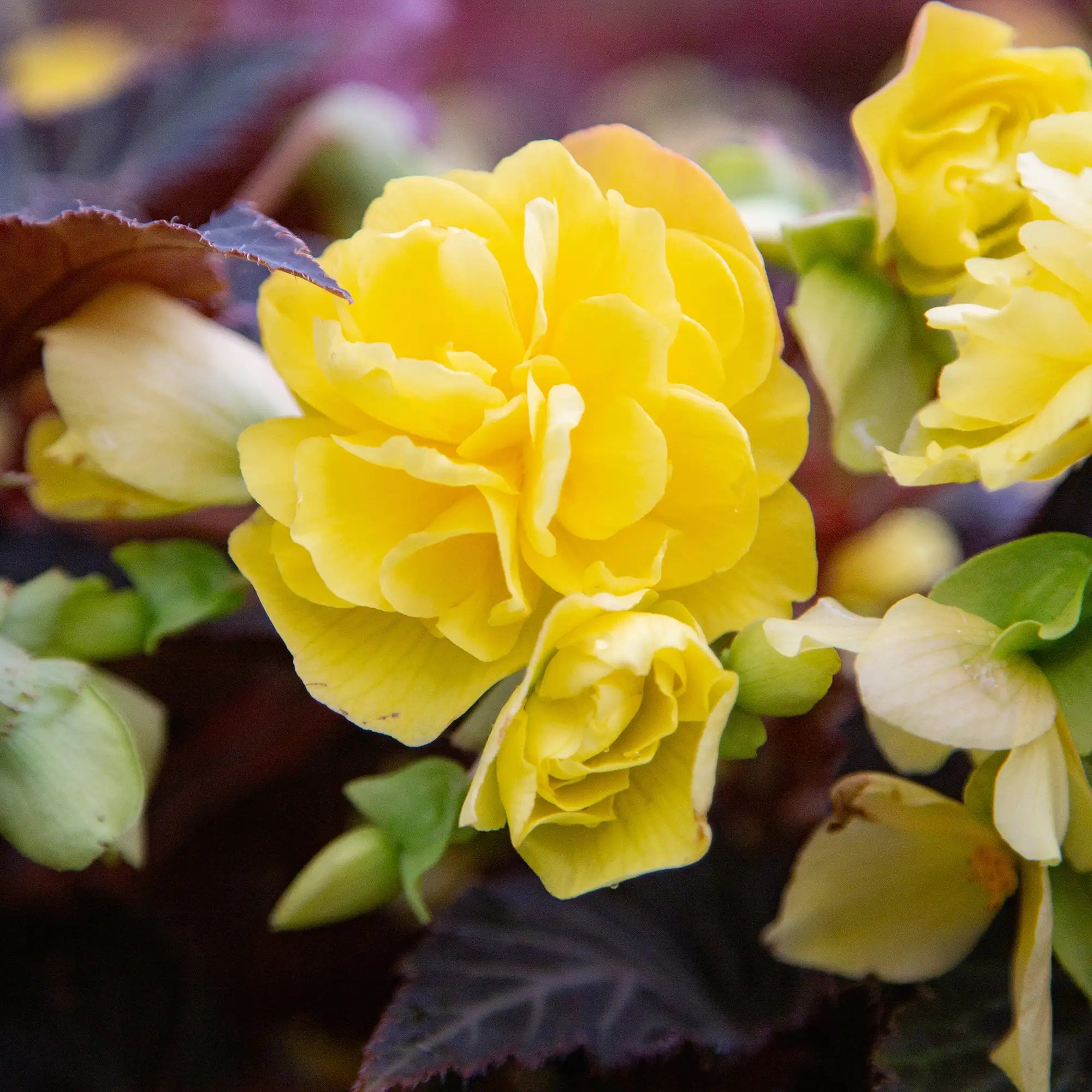 Begonia Tuberous 'Nonstop® Mocca Yellow'