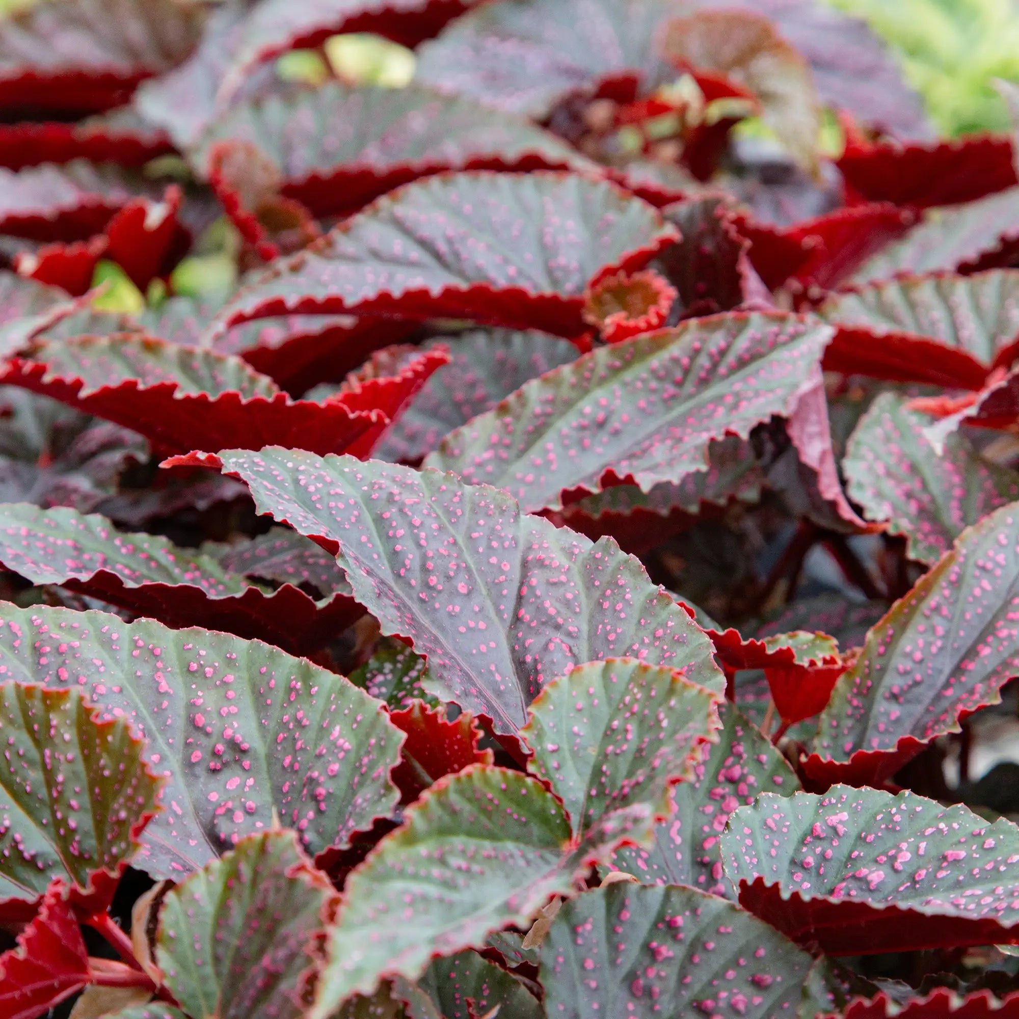Begonia Polka Dot 'Pink Spot'