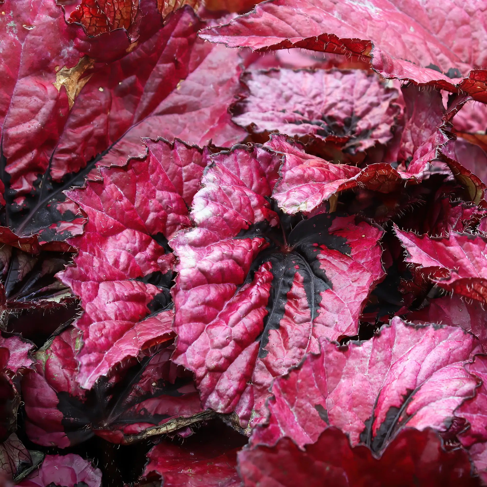 Begonia Rex 'Rivulet® Leaf Enchanted'