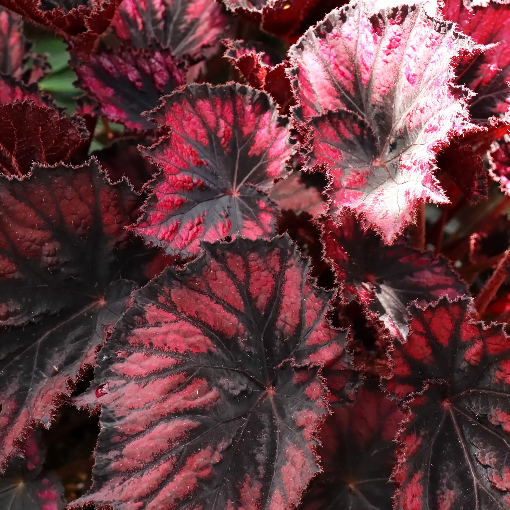 Begonia Rex 'Rivulet® Leaf Rudolf'