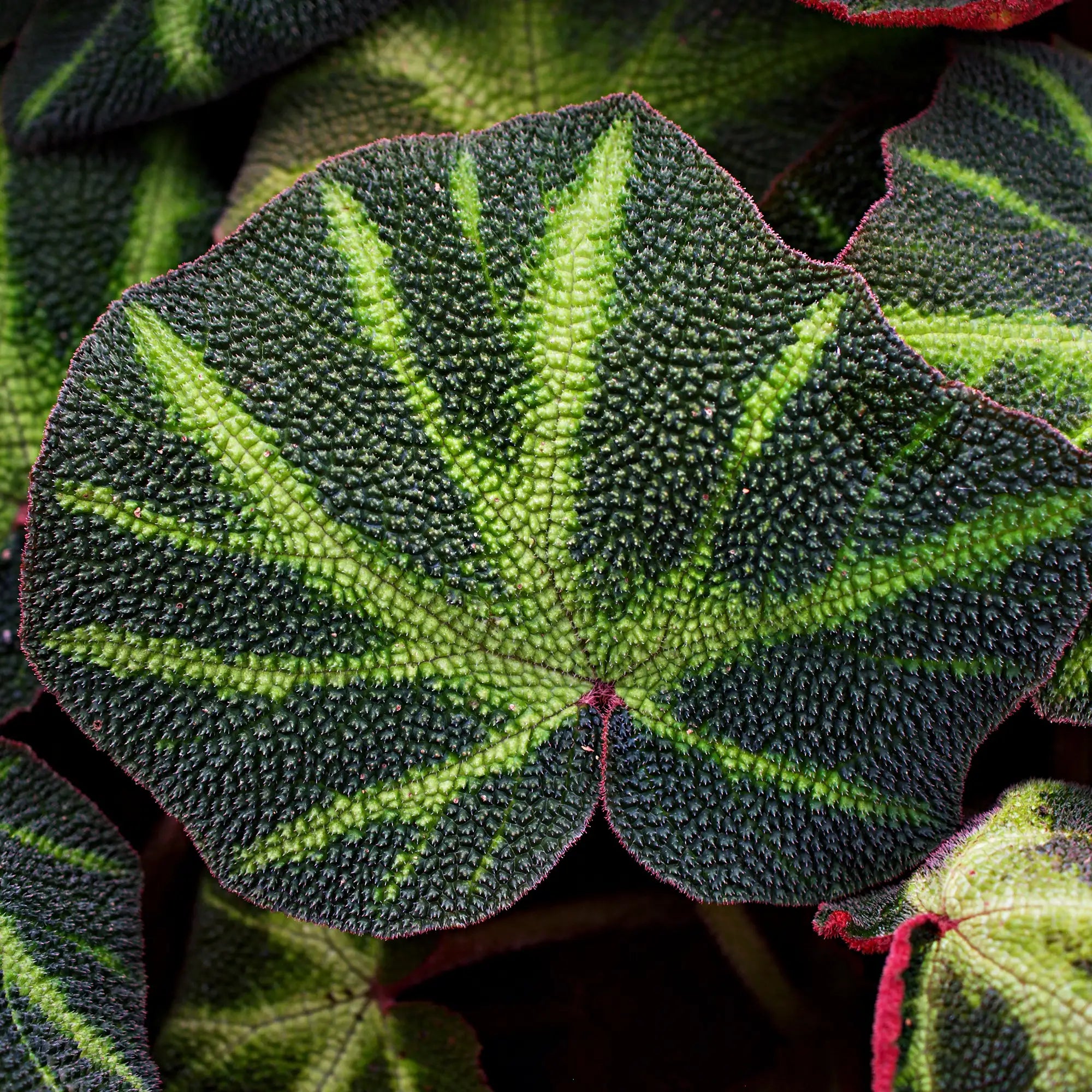 Begonia Rex 'Soli-Mutata'