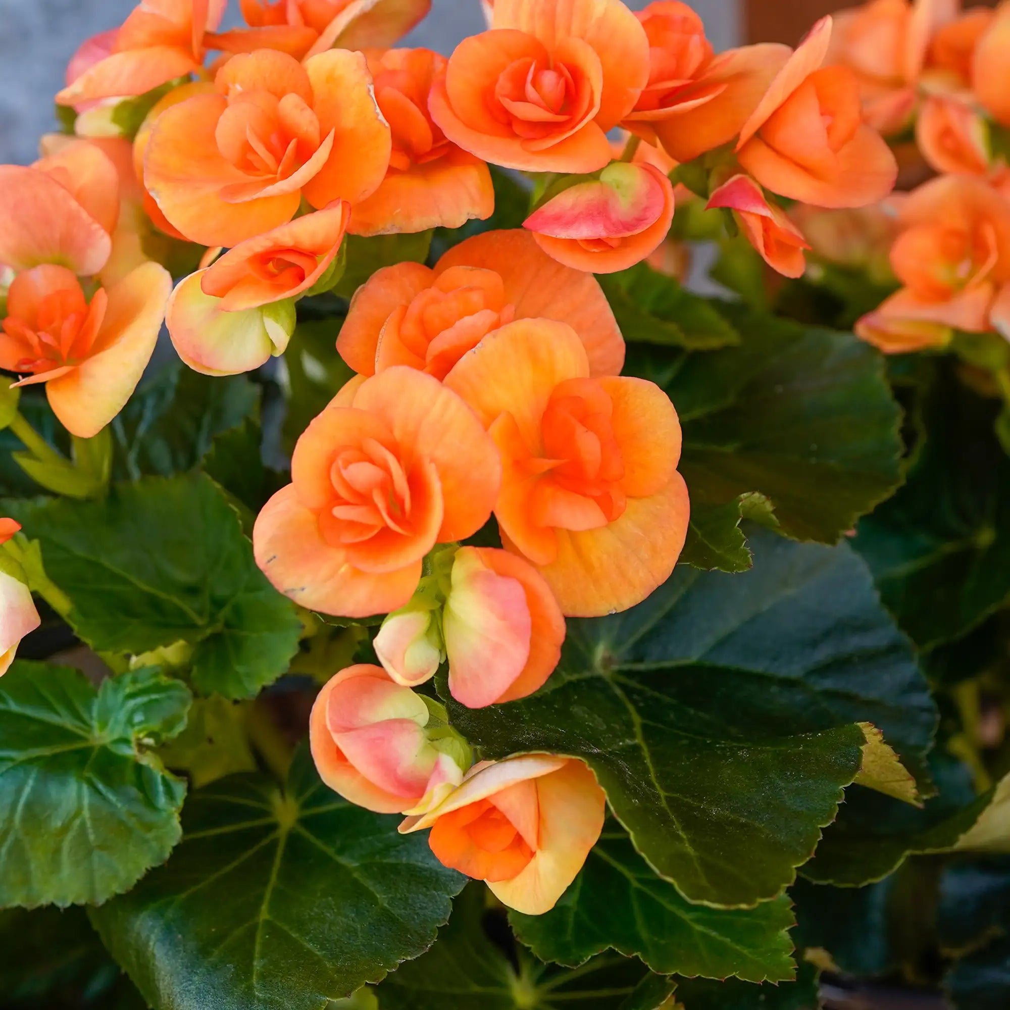 Begonia Rieger 'Batik'