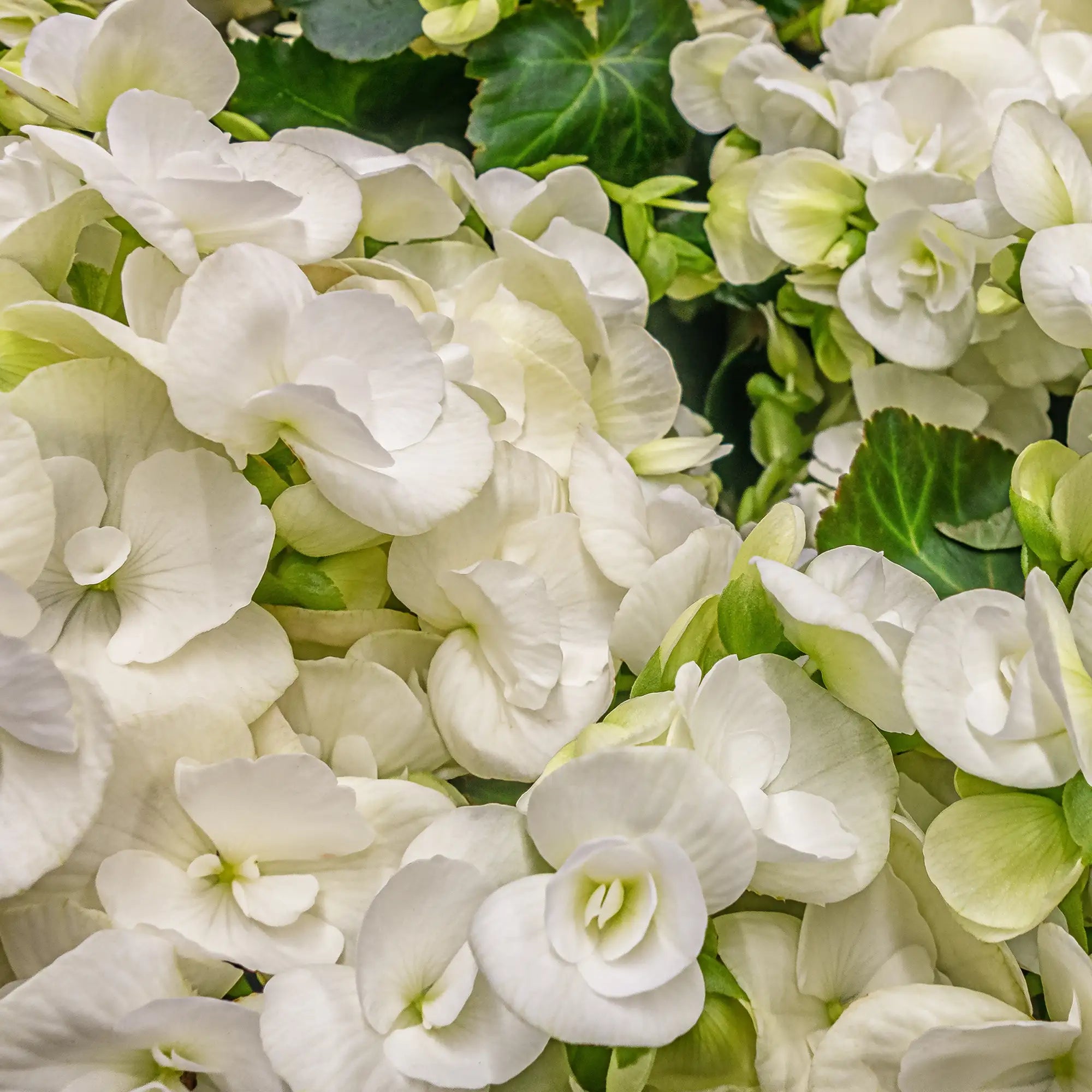 Begonia Rieger 'Clara'