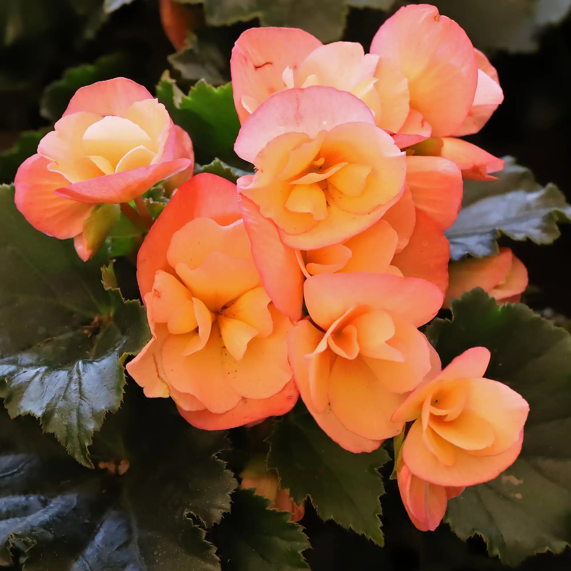 Begonia Rieger 'Dragone Sunset'