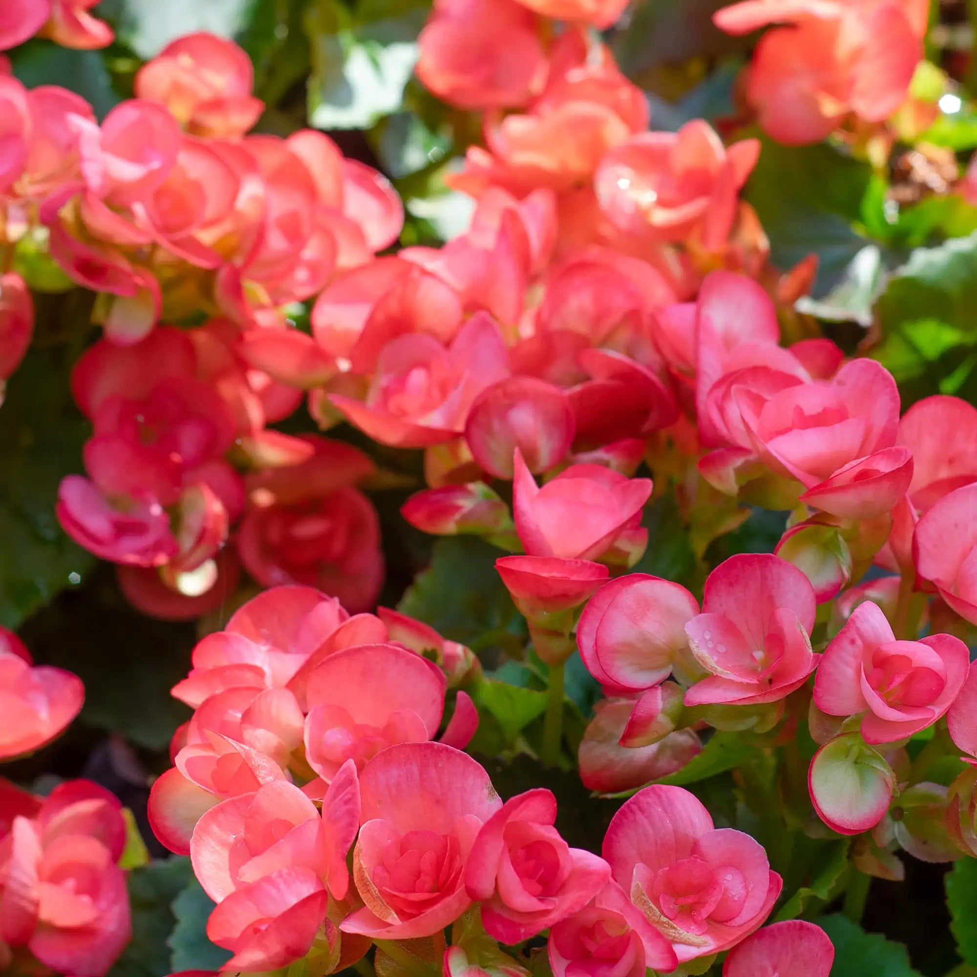 Begonia Rieger 'Netja Dark'