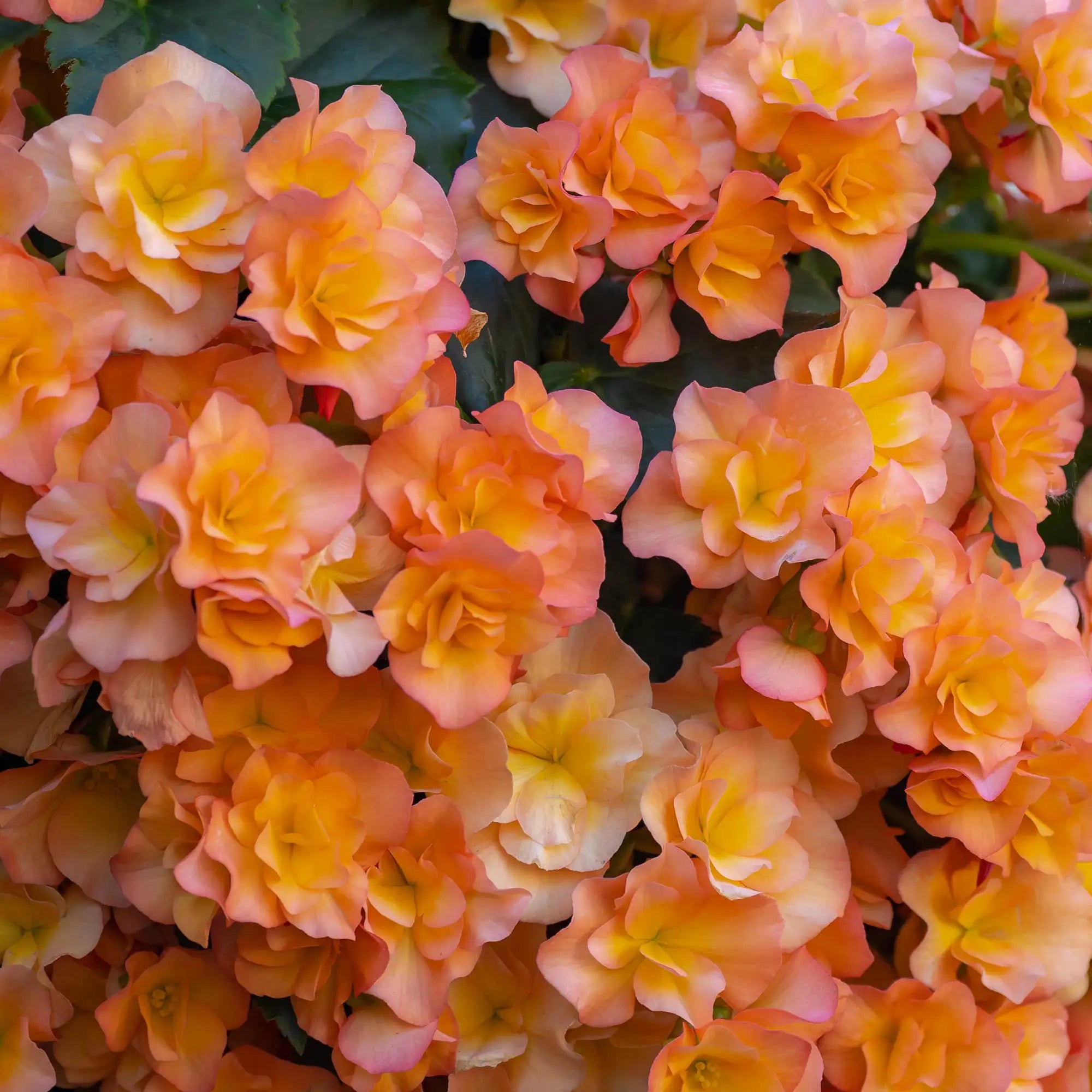Begonia 'Solenia® Apricot'