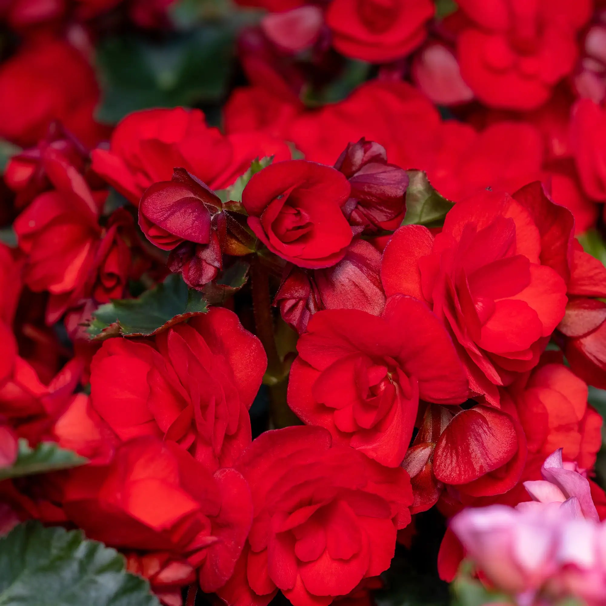 Begonia 'Solenia® Velvet Red'