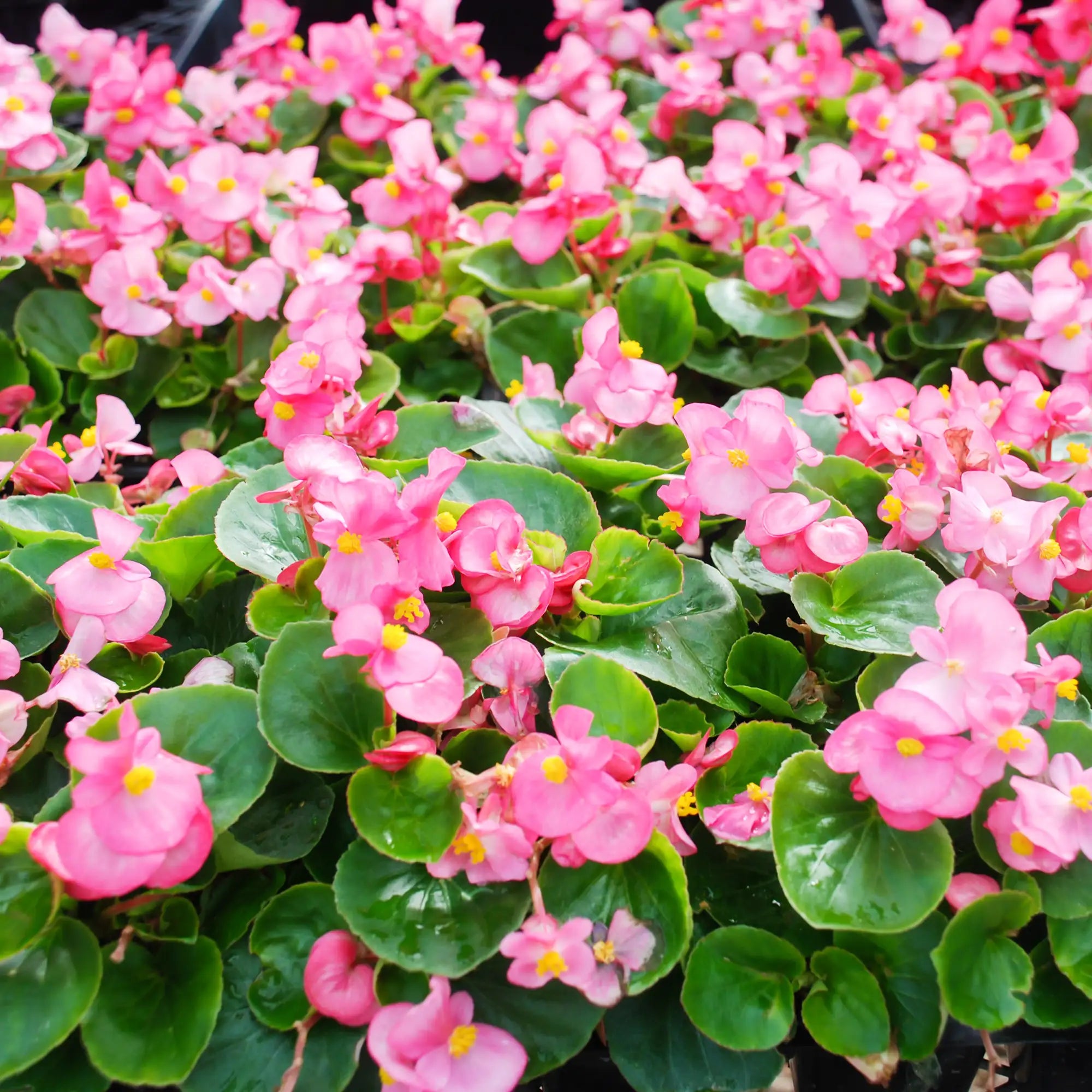 Begonia Fibrous 'Topspin™ Pink'