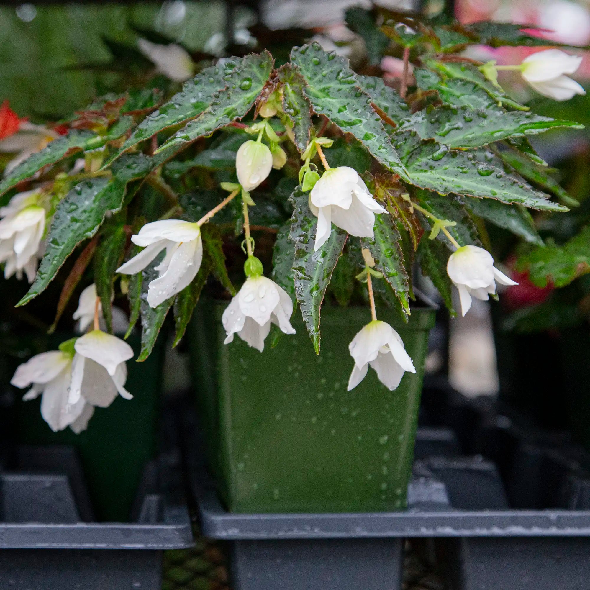Begonia Tuberous 'Beauvilia® White'