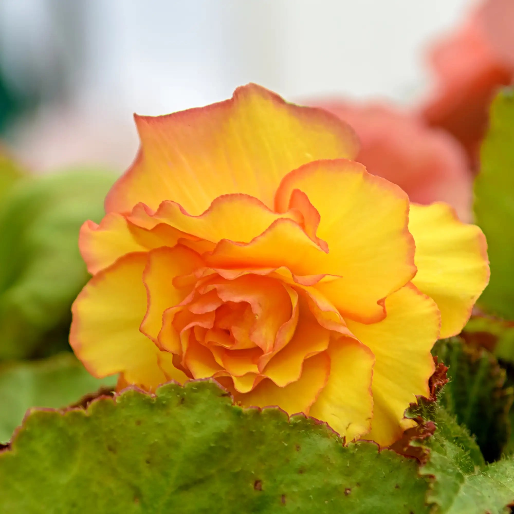 Begonia Tuberous 'Nonstop® Fire'