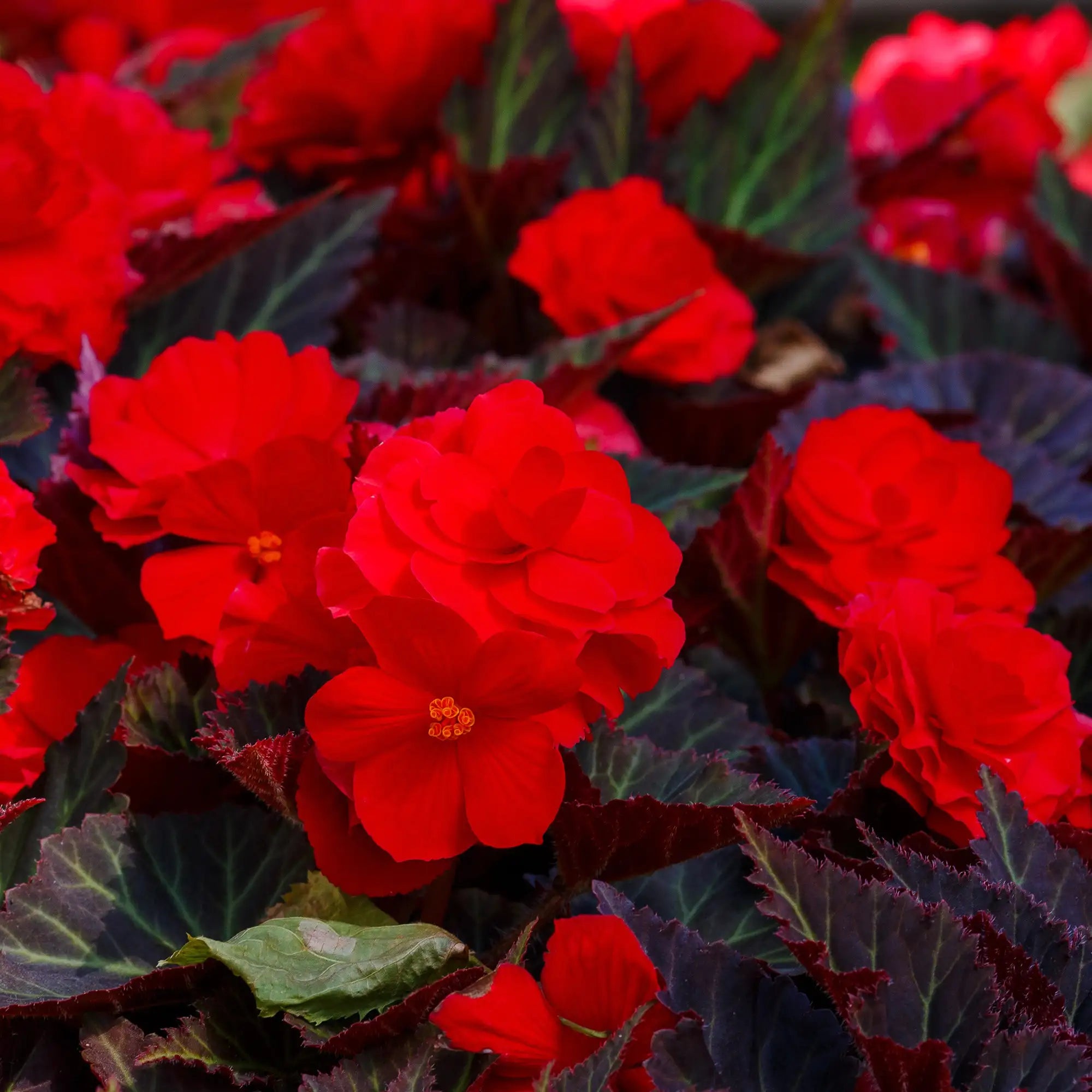 Begonia Tuberous 'Nonstop® Mocca Deep Red'