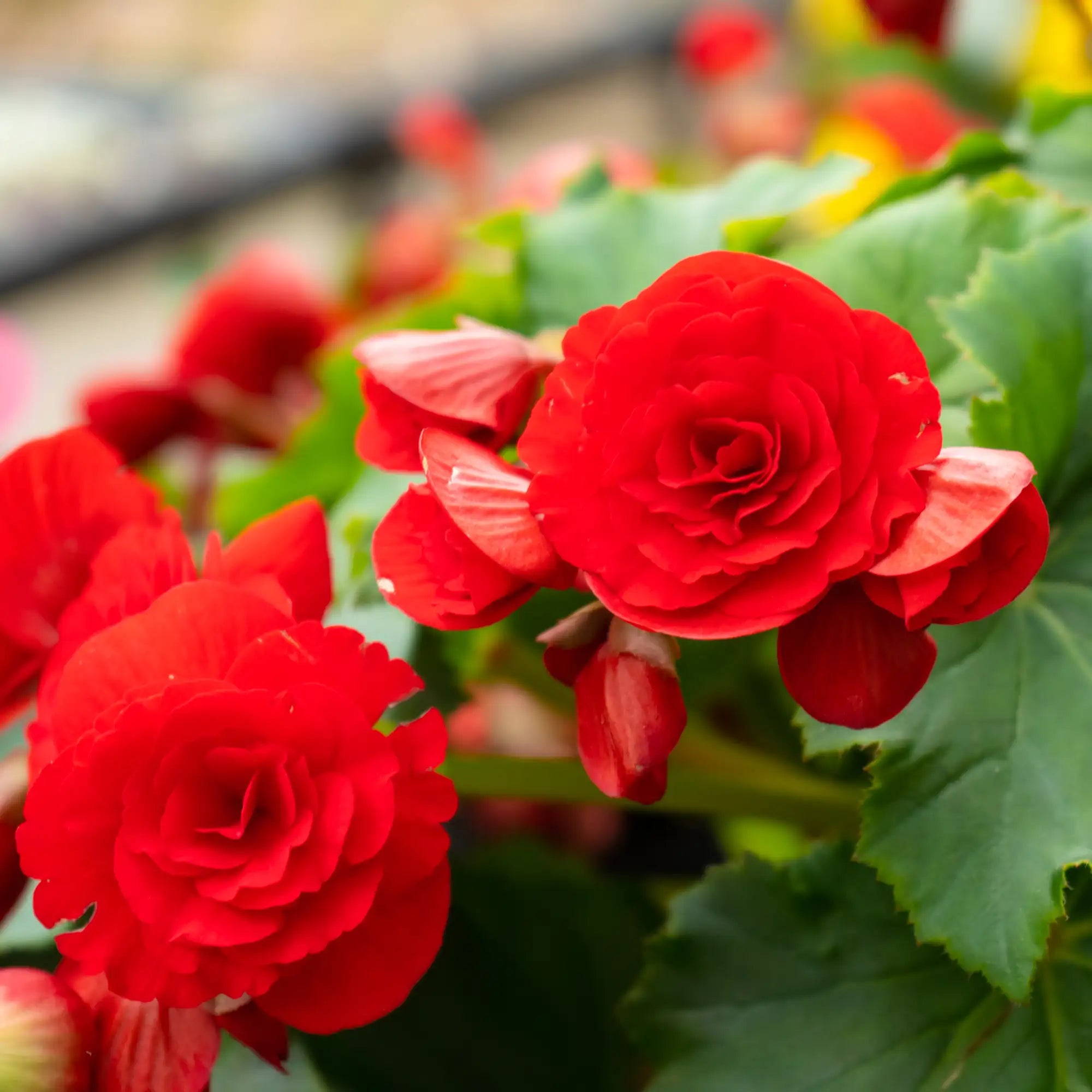 Begonia Tuberous 'Nonstop® Red'