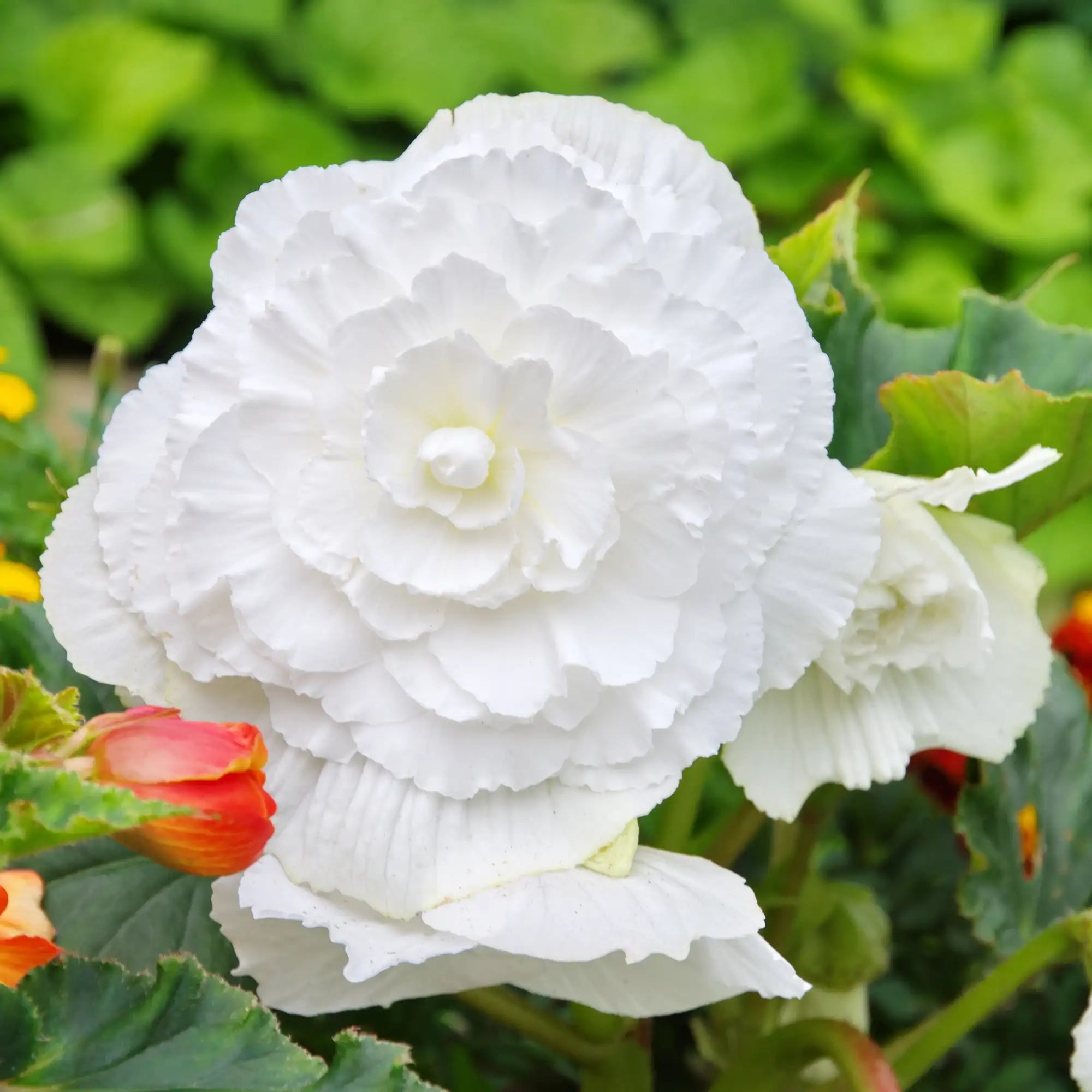 Begonia Tuberous 'Nonstop® White'