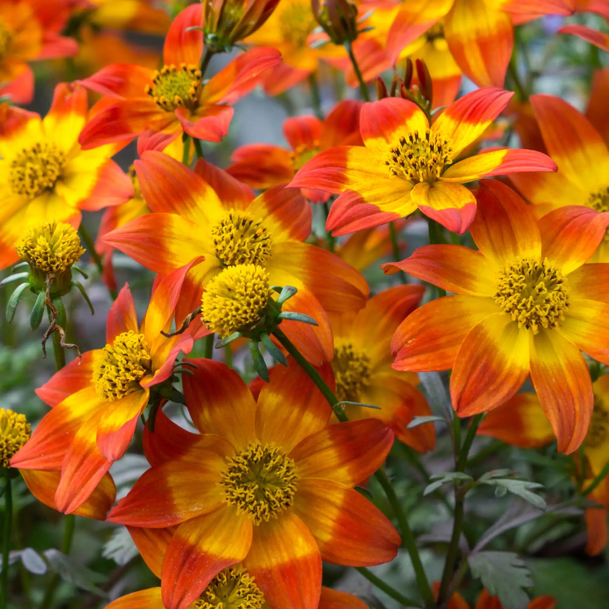 Bidens 'Blazing™ Embers'