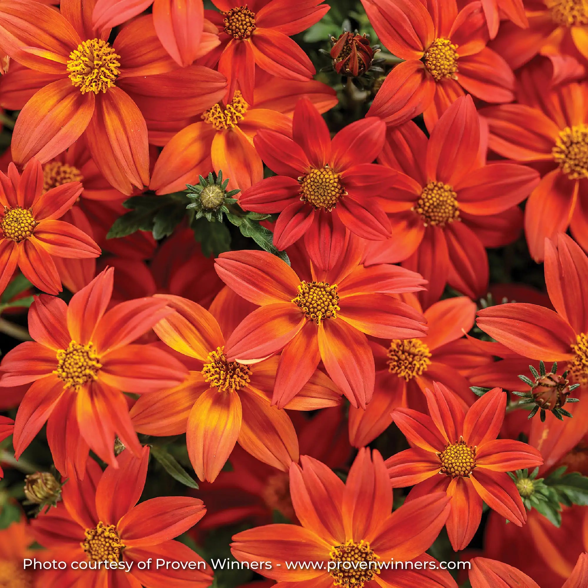 Bidens 'Campfire® Flame'