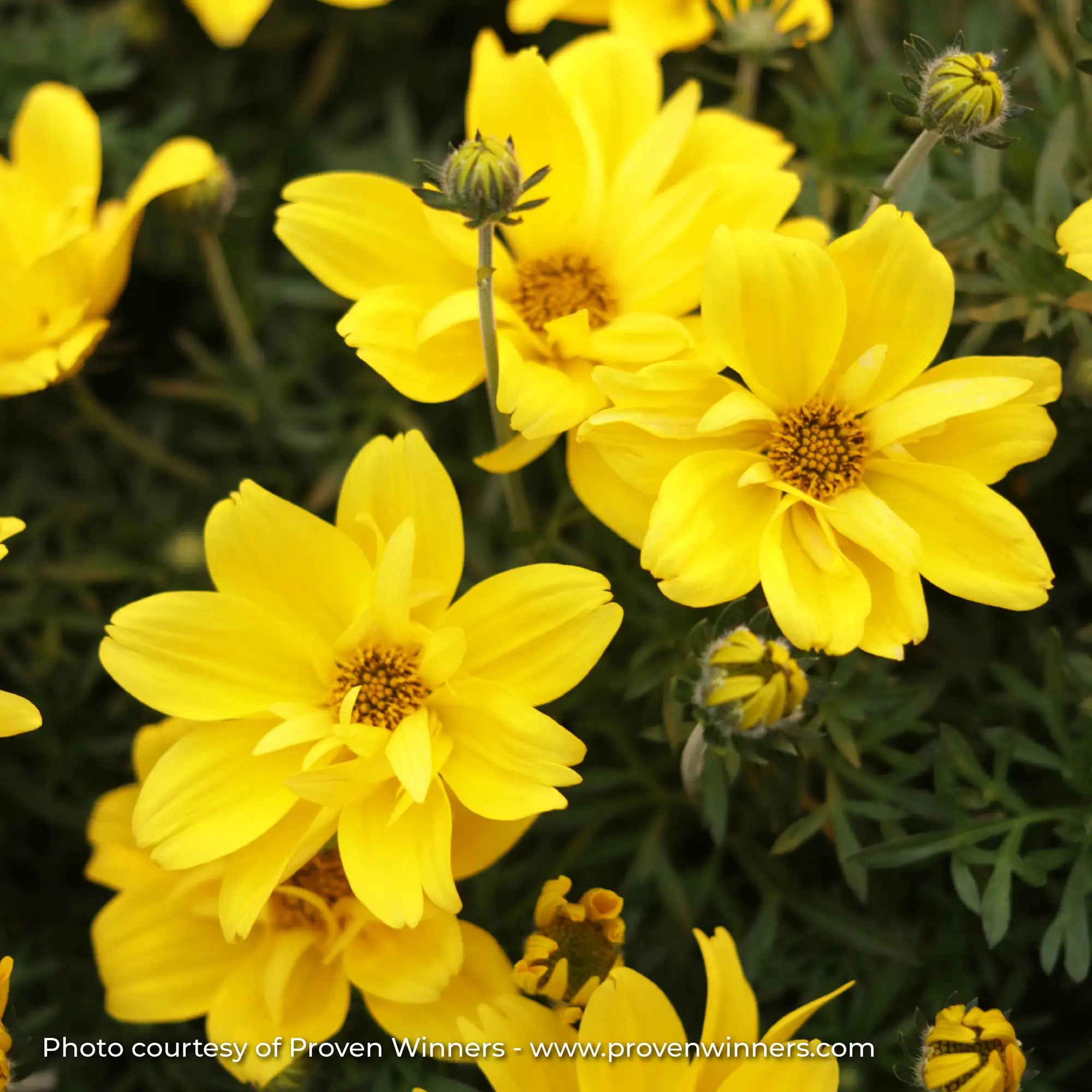 Bidens 'Goldilocks Rocks®'