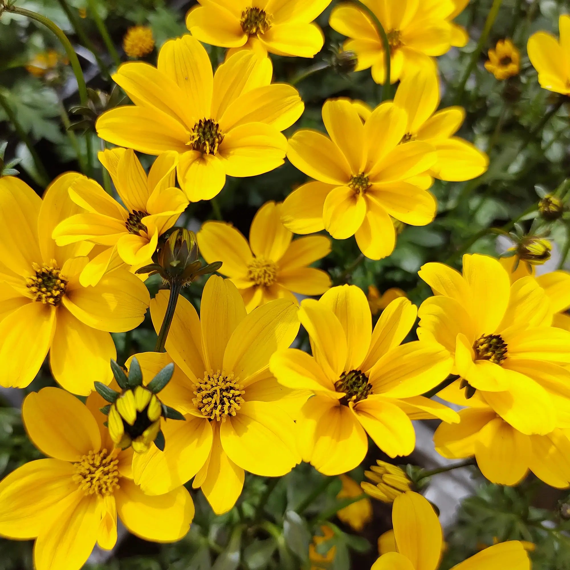Bidens 'Sunshine Double™'
