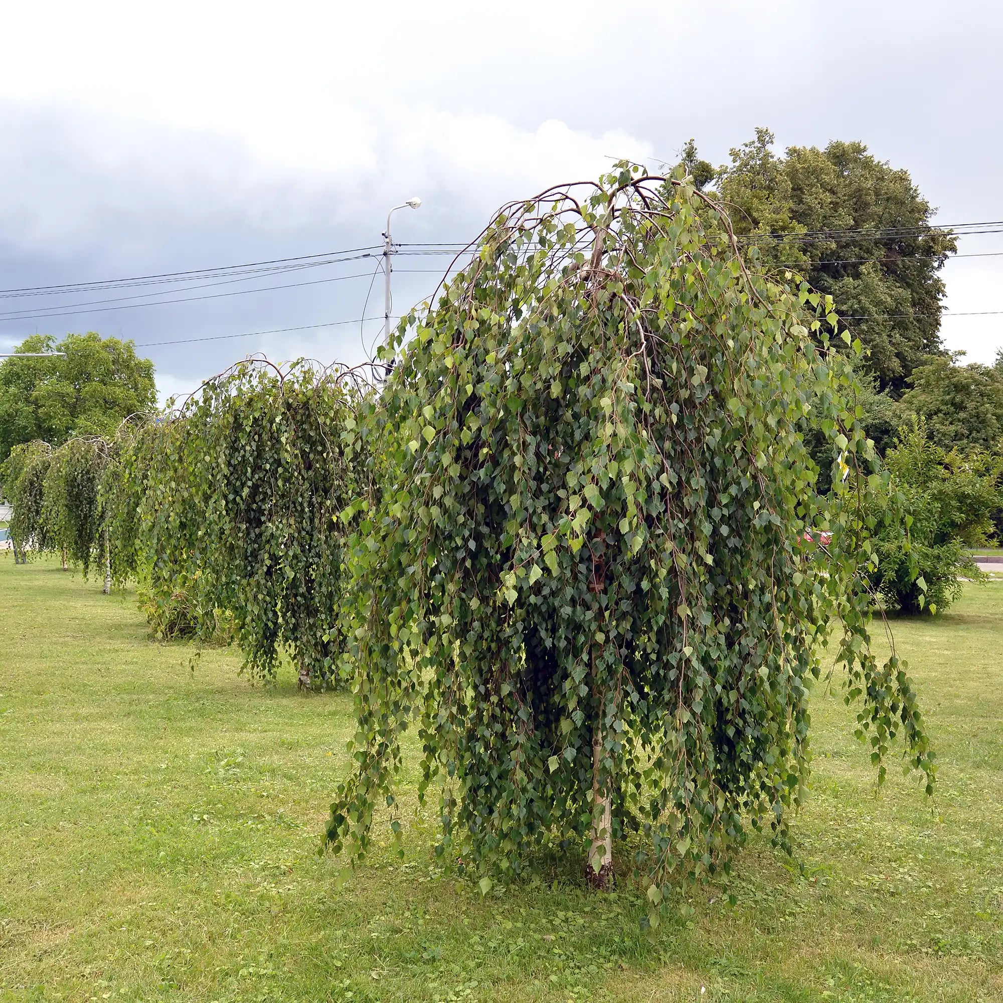 Birch 'Young's Weeping'