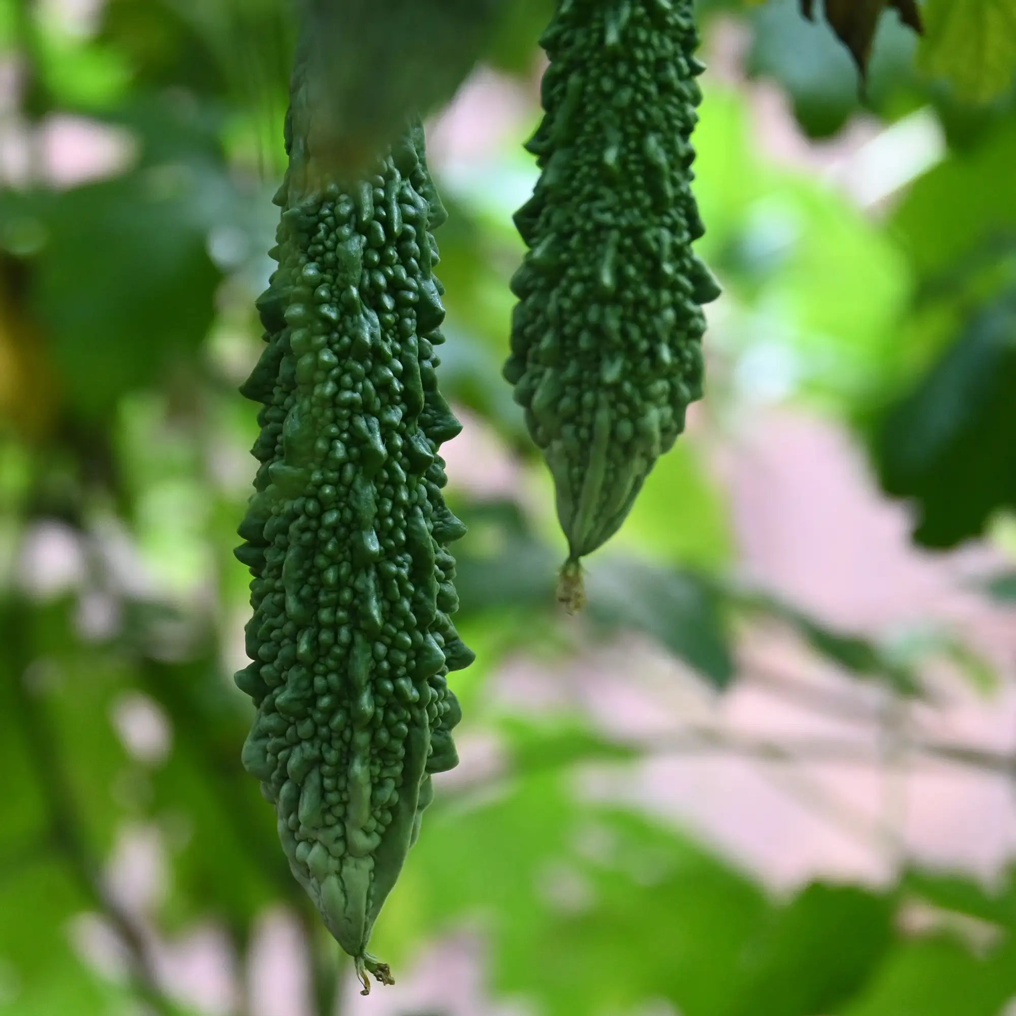Bitter Melon 'Black Pearl'
