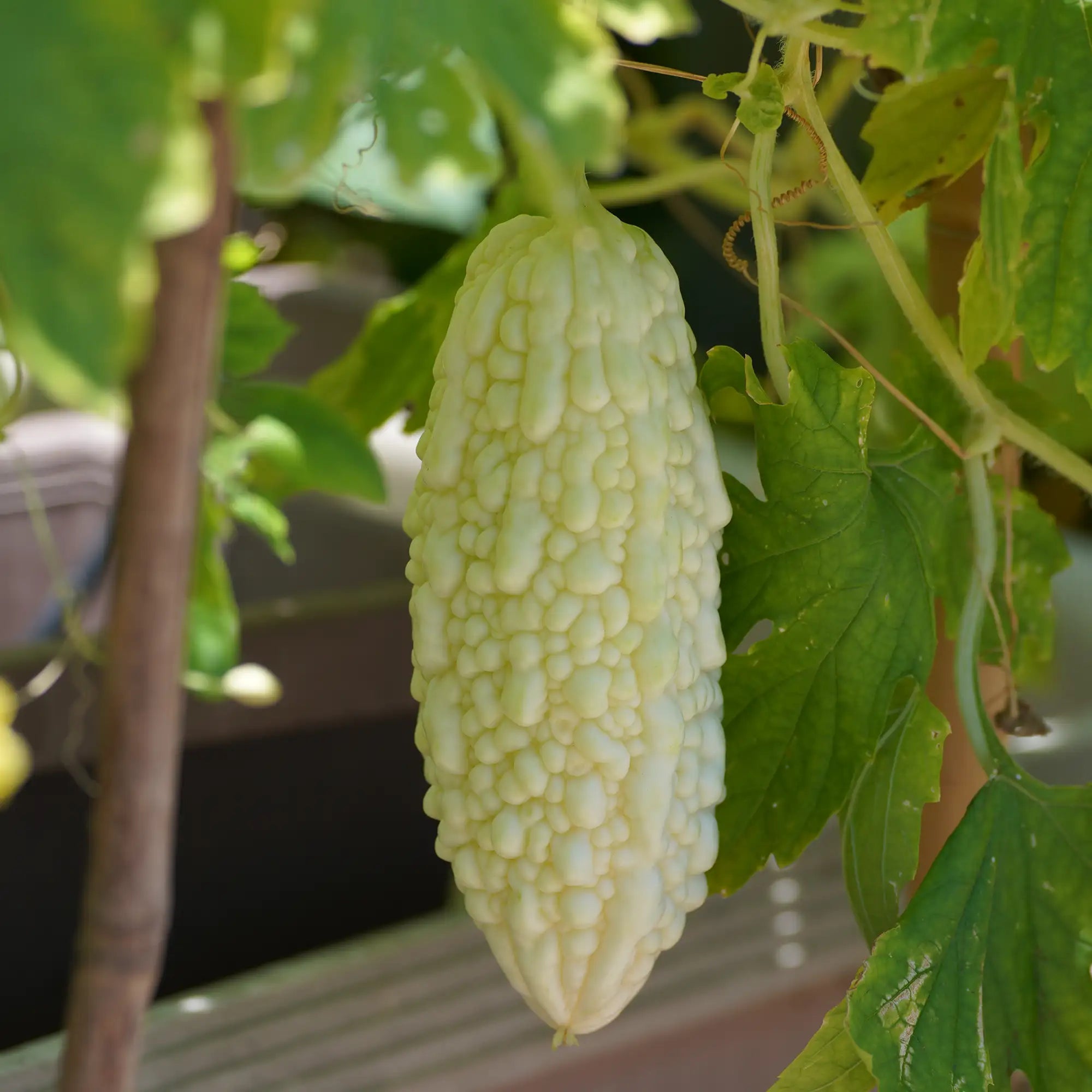White bittermelon hanging on a vine with bumpy skin