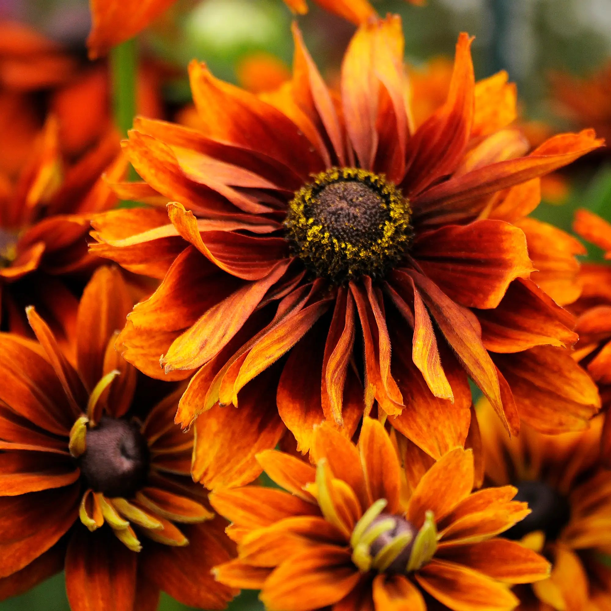 Black Eyed Susan 'Cherokee Sunset'