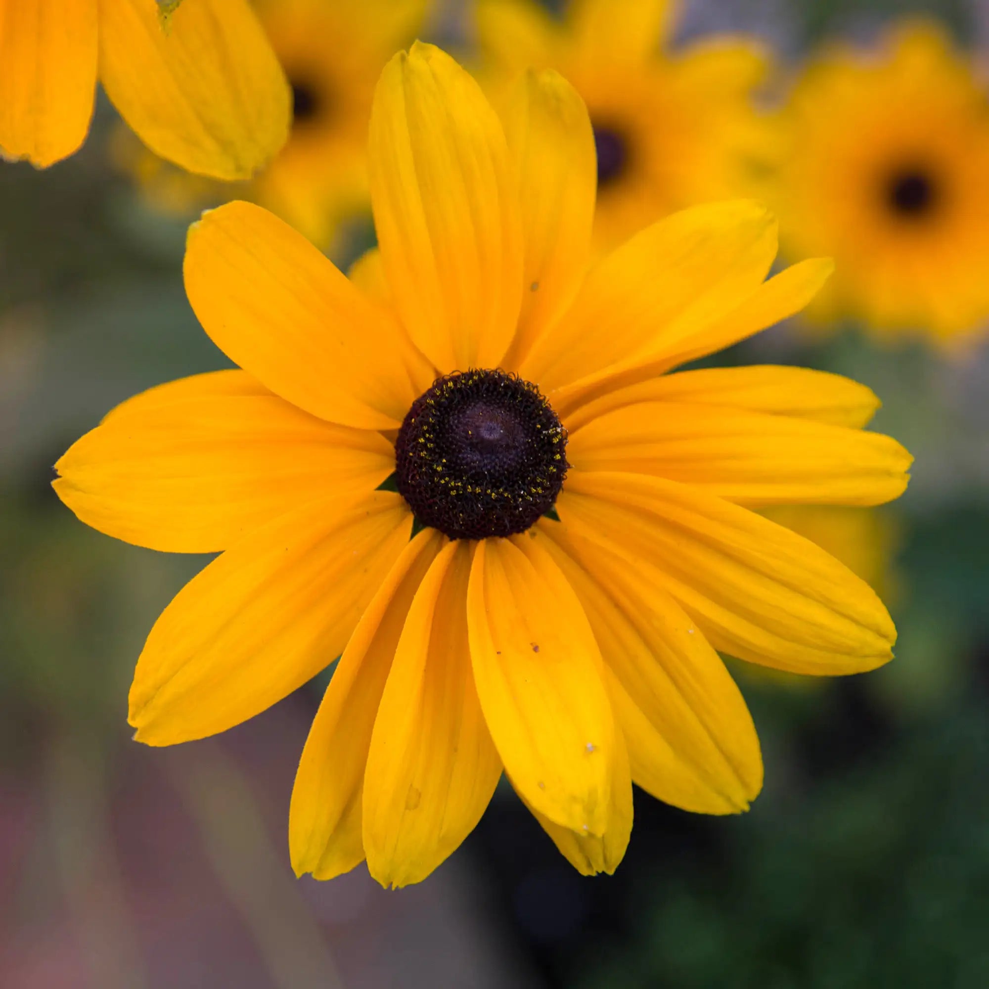 Black Eyed Susan 'Indian Summer'