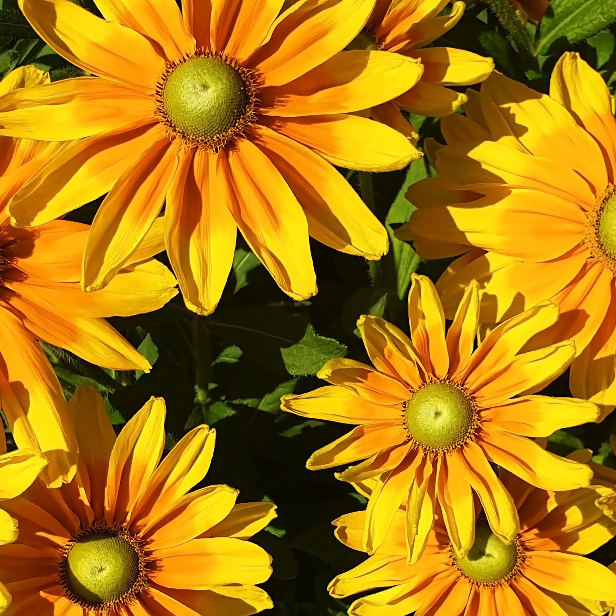 Black Eyed Susan 'Irish Spring'