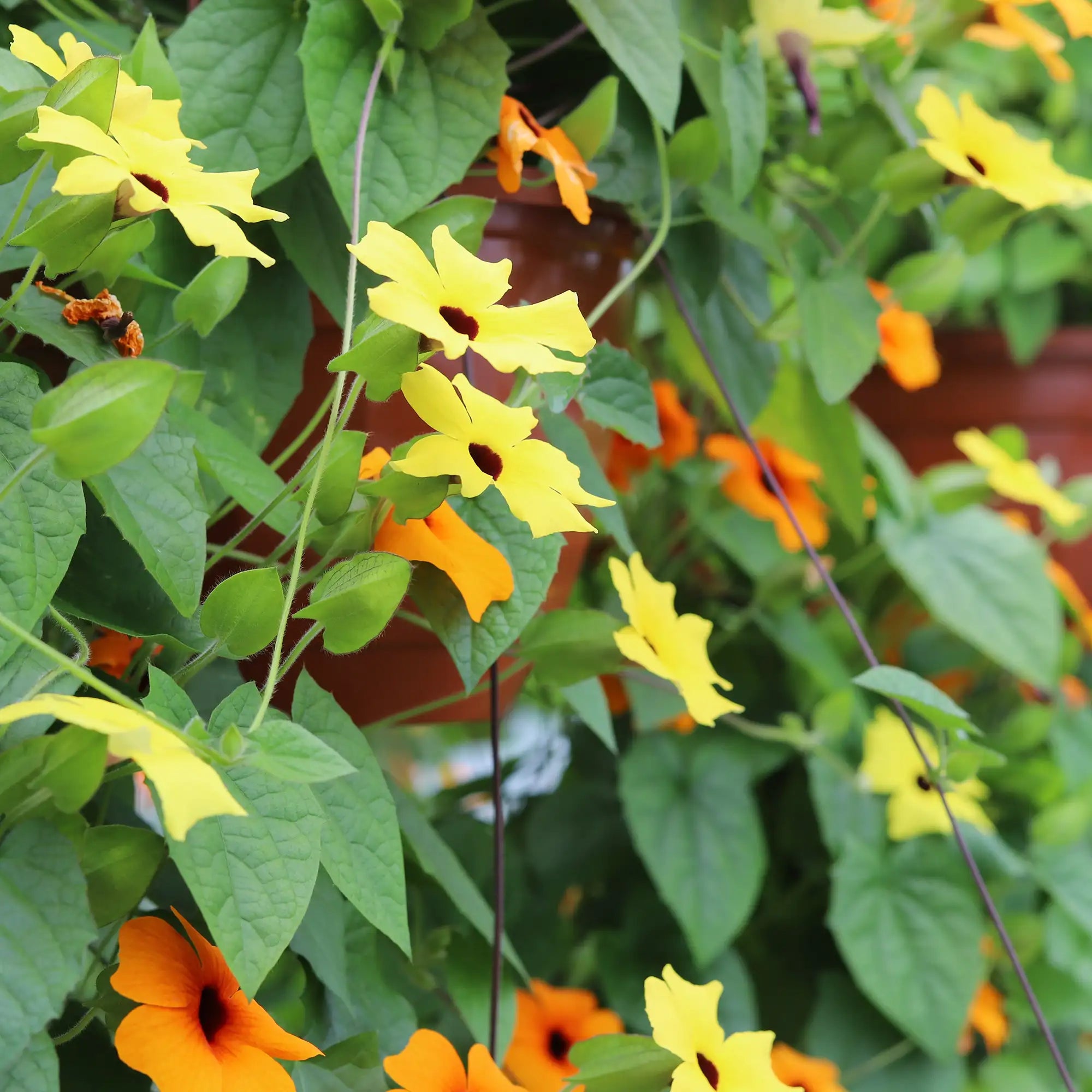 Black-Eyed Susan Vine