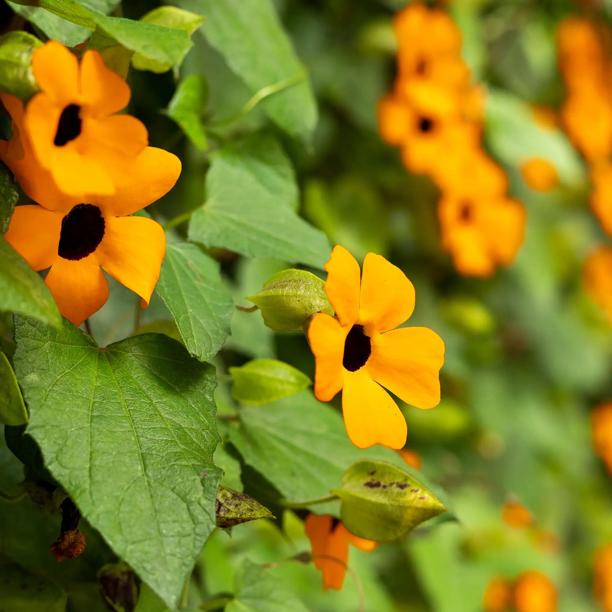 Black-Eyed Susan Vine 'Susie Orange with Eye'