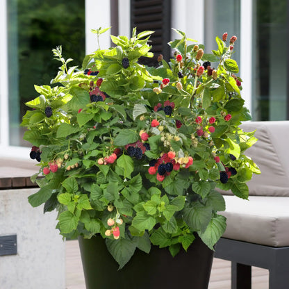 Blackberry 'Baby Cakes®'