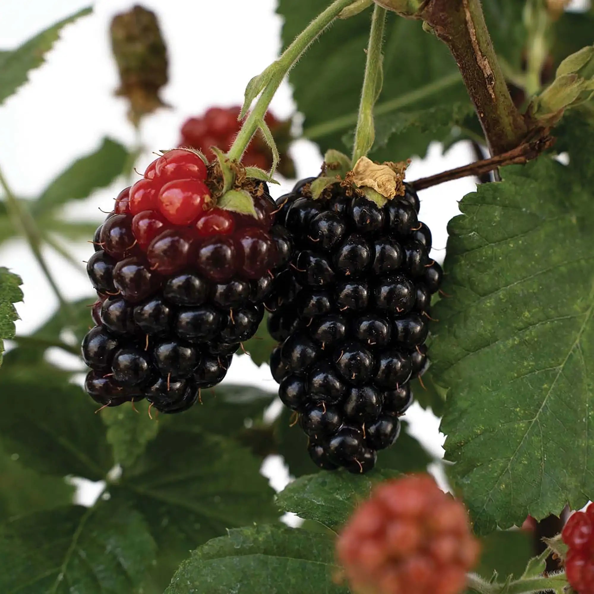 Blackberry 'Baby Cakes®'