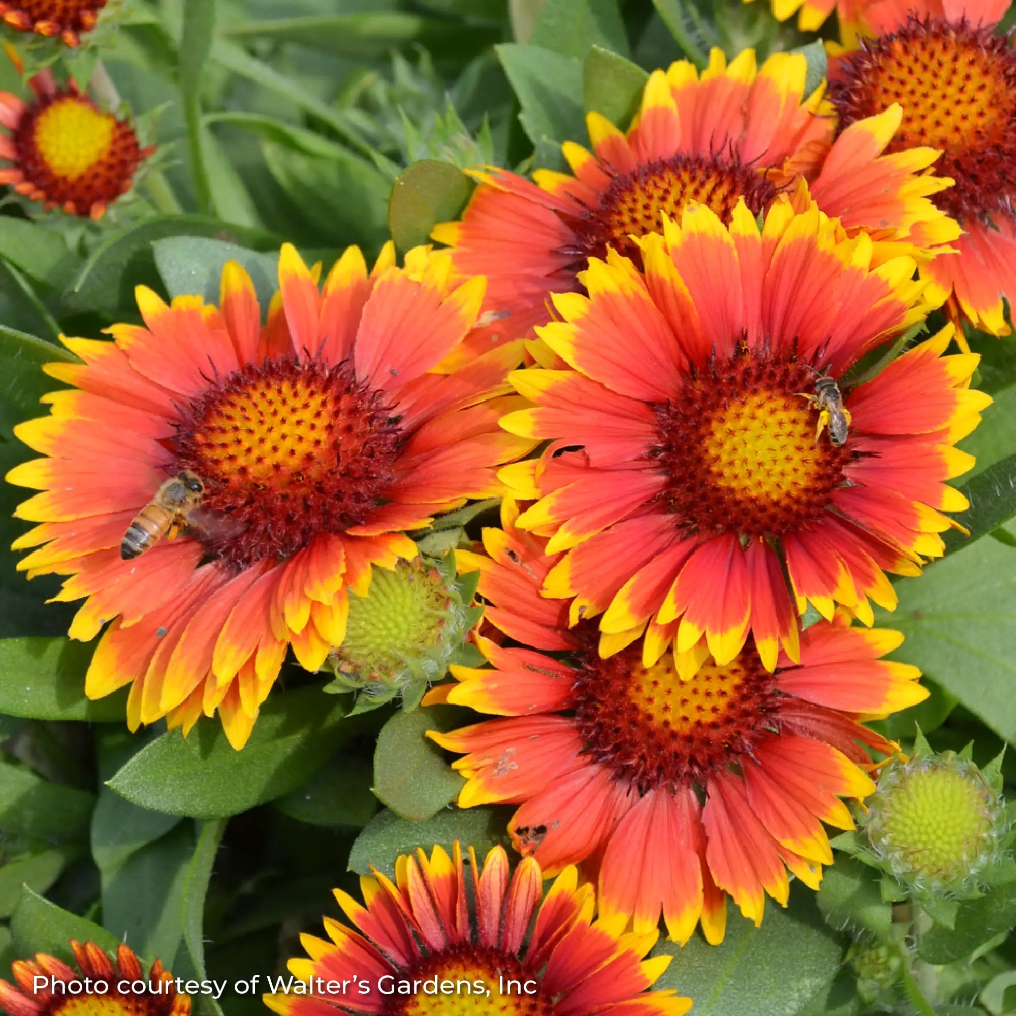 Close-up of bright red and yellow blanket flower 