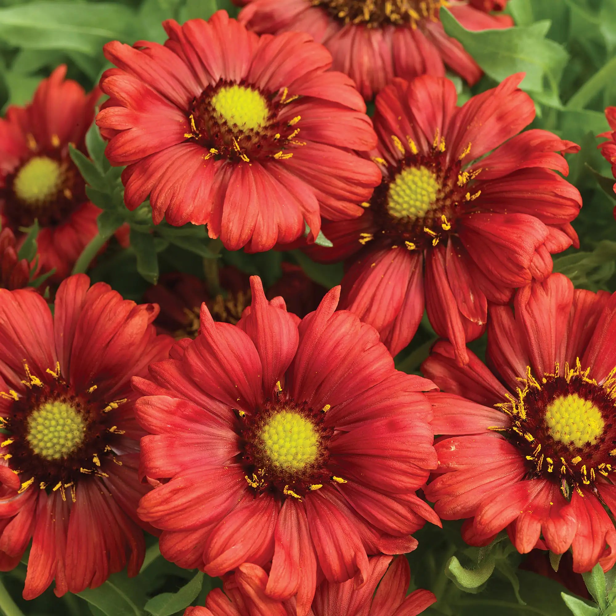 Blanket Flower Sunrita® 'Burgundy'