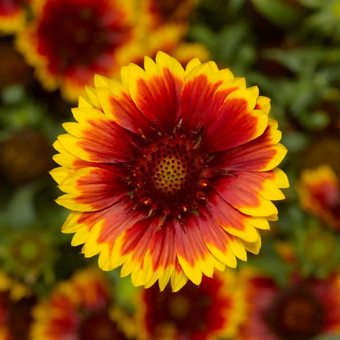 Blanket Flower Sunrita® 'Red Yellow Tip'