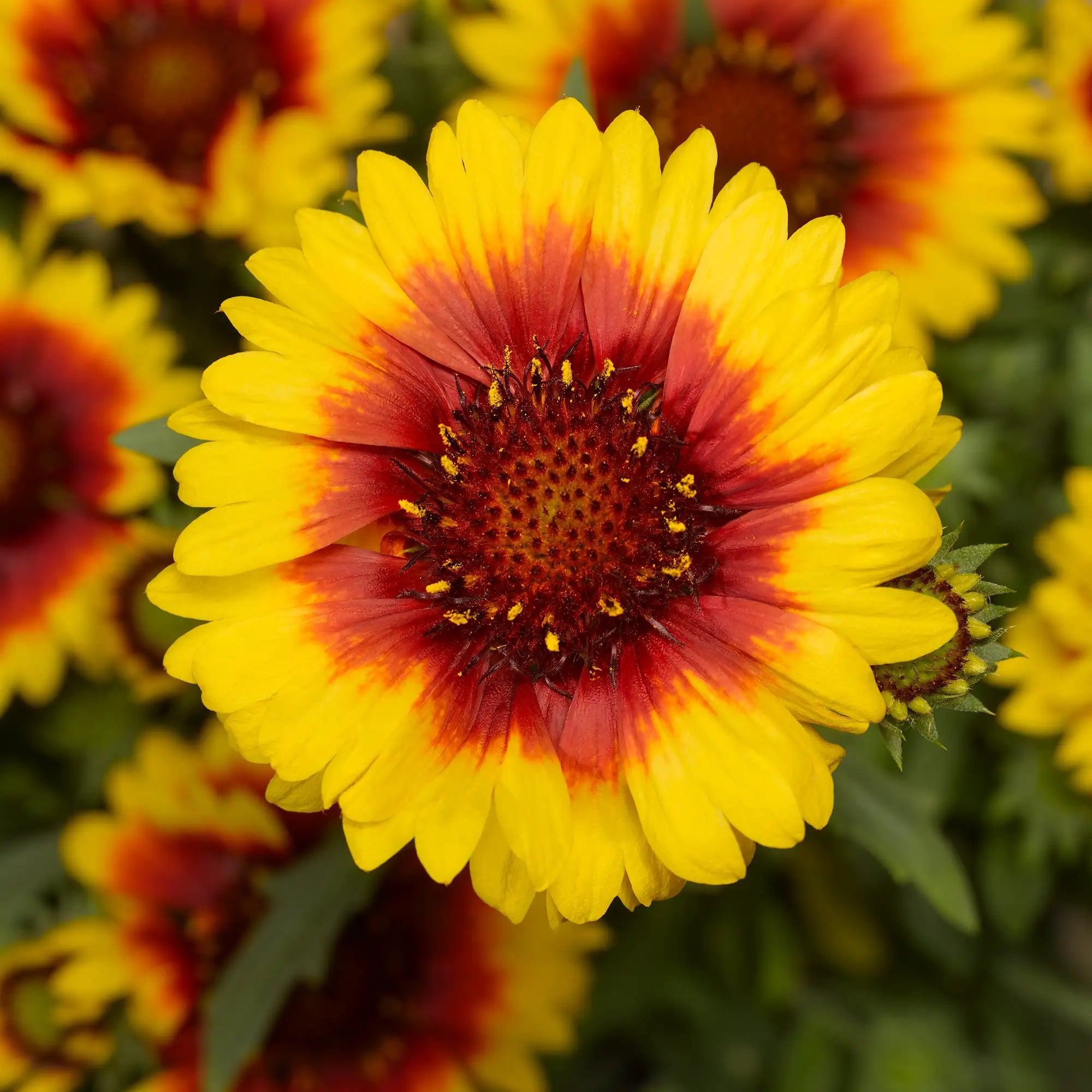 Blanket Flower Sunrita® 'Yellow Red Ring'