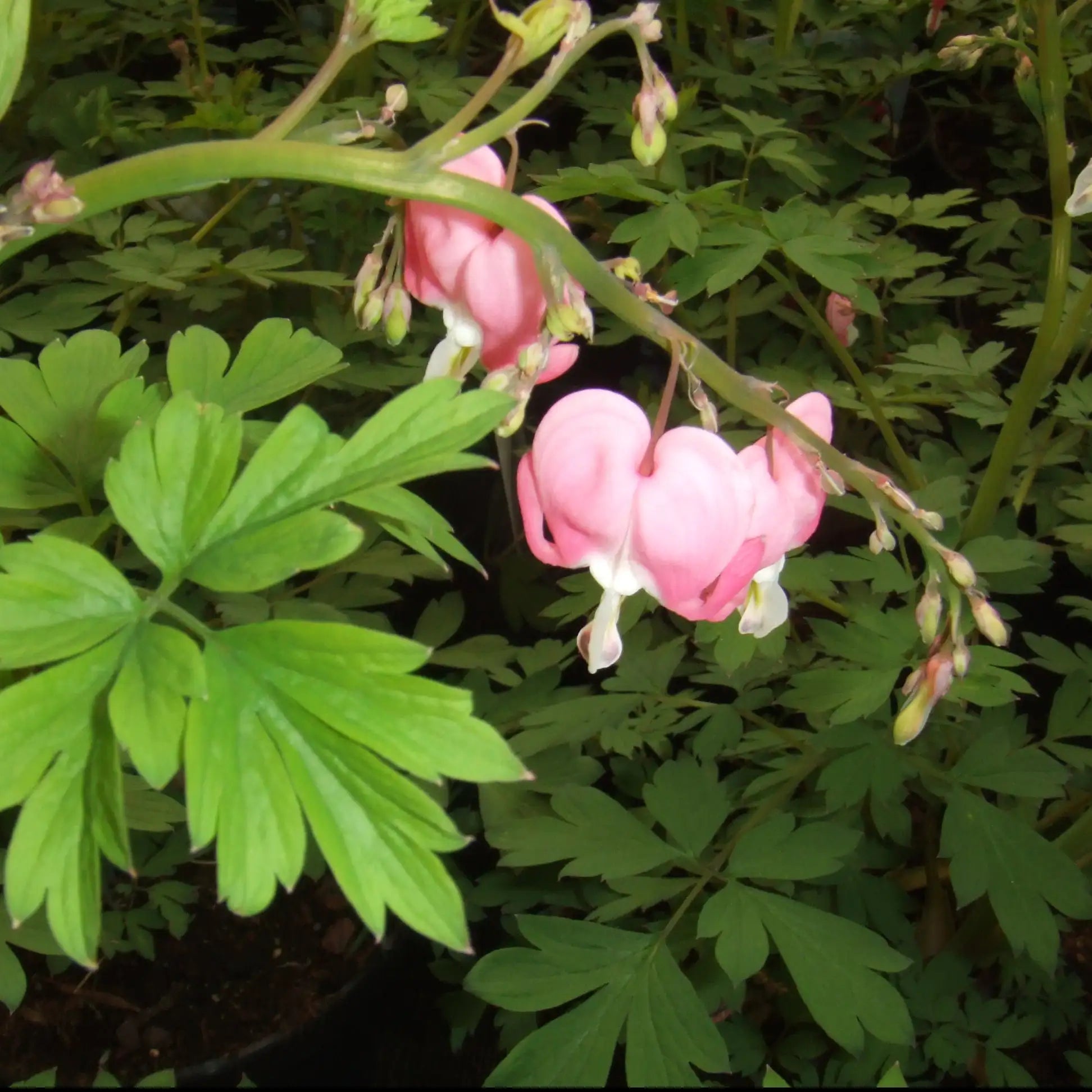 Bleeding Hearts 'Cupid®'