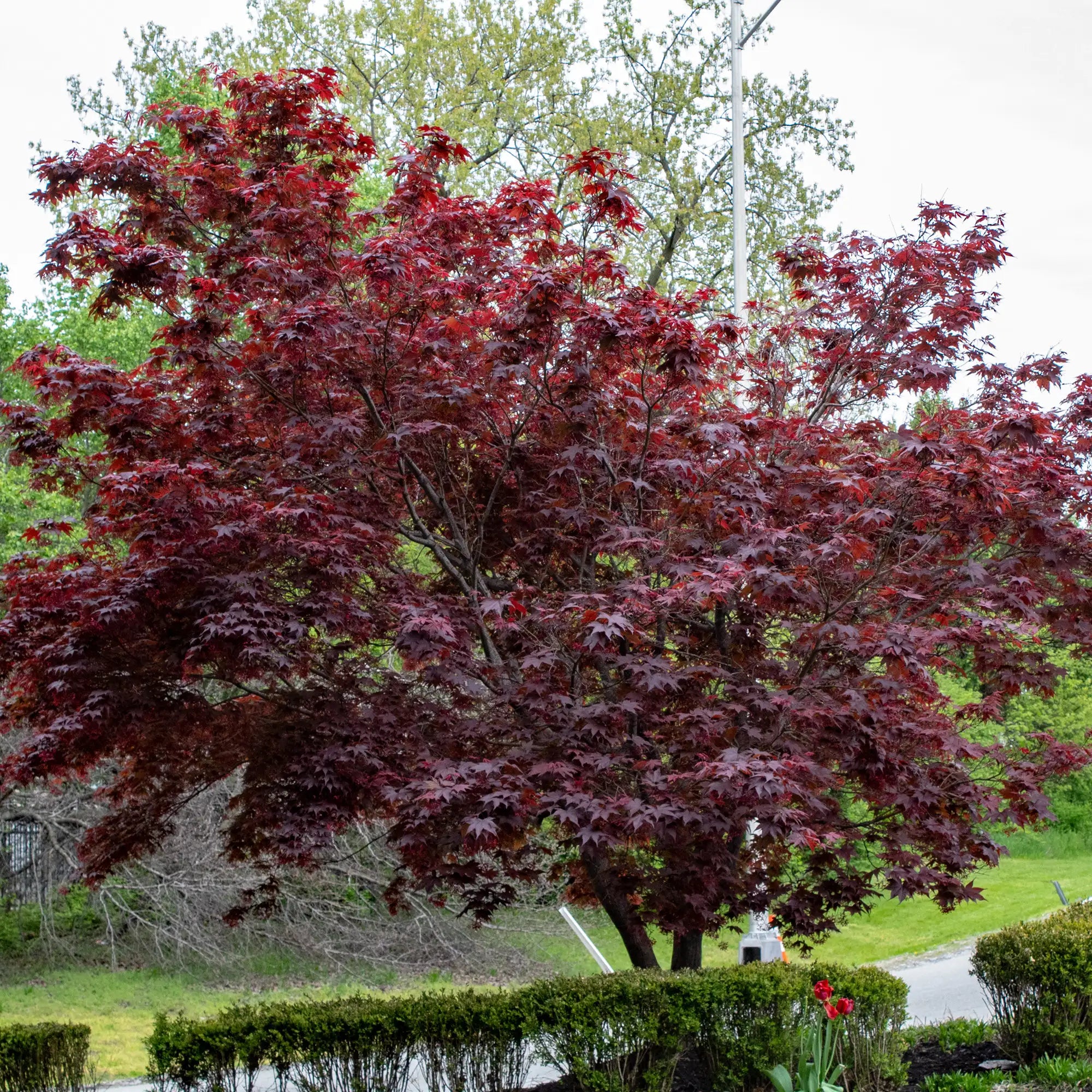 Bloodgood Japanese Maple in a park