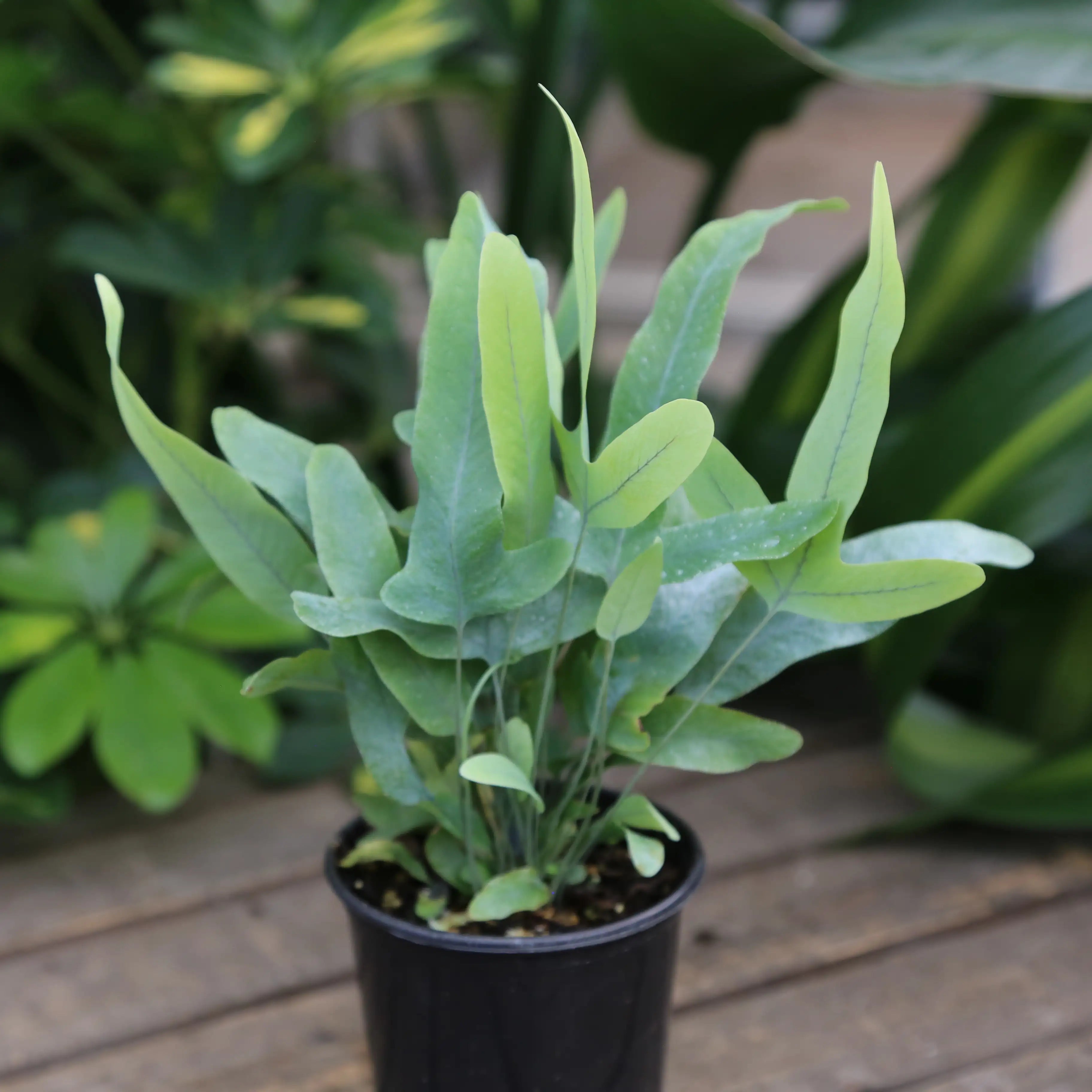 Fern 'Blue Star'