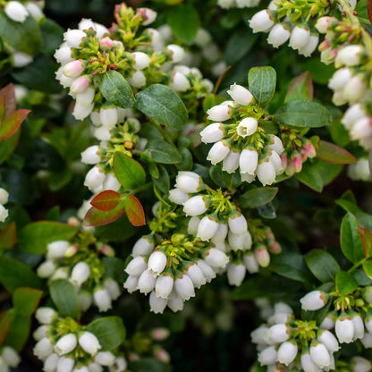 Blueberry 'BerryBux®'