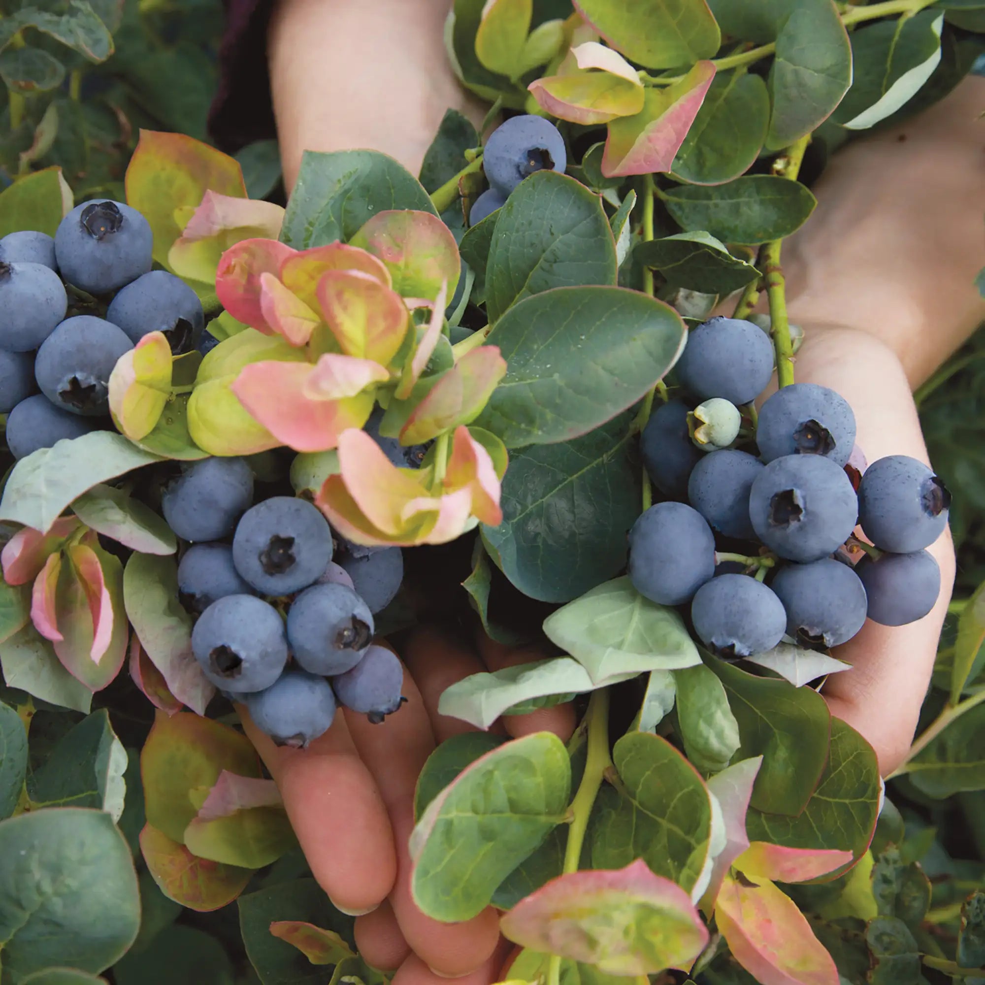 Blueberry 'Peach Sorbet®'